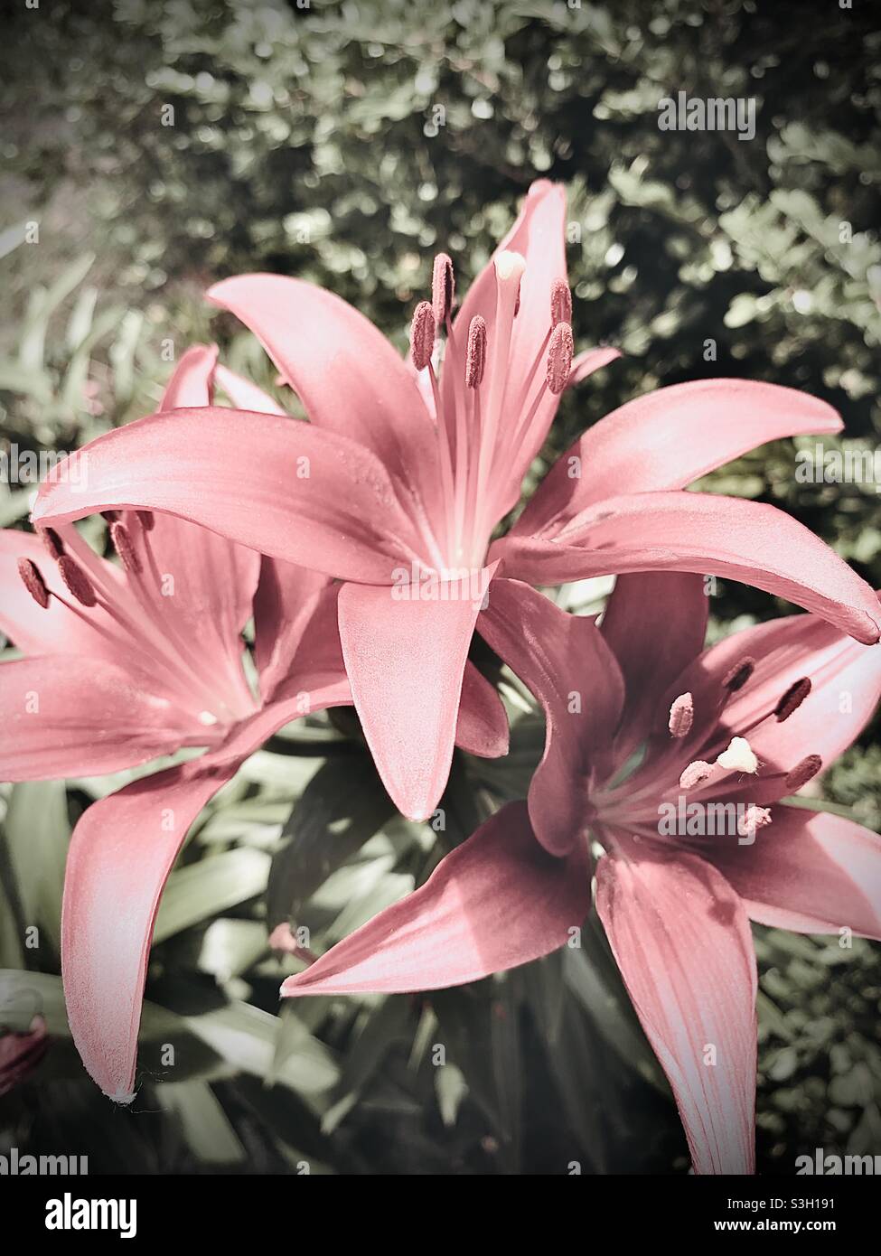 Questa foto è stata scattata durante una passeggiata un giorno in luglio. Ho fatto un closeup con uno sfondo bianco e nero con colore rosa sui fiori. Foto Stock