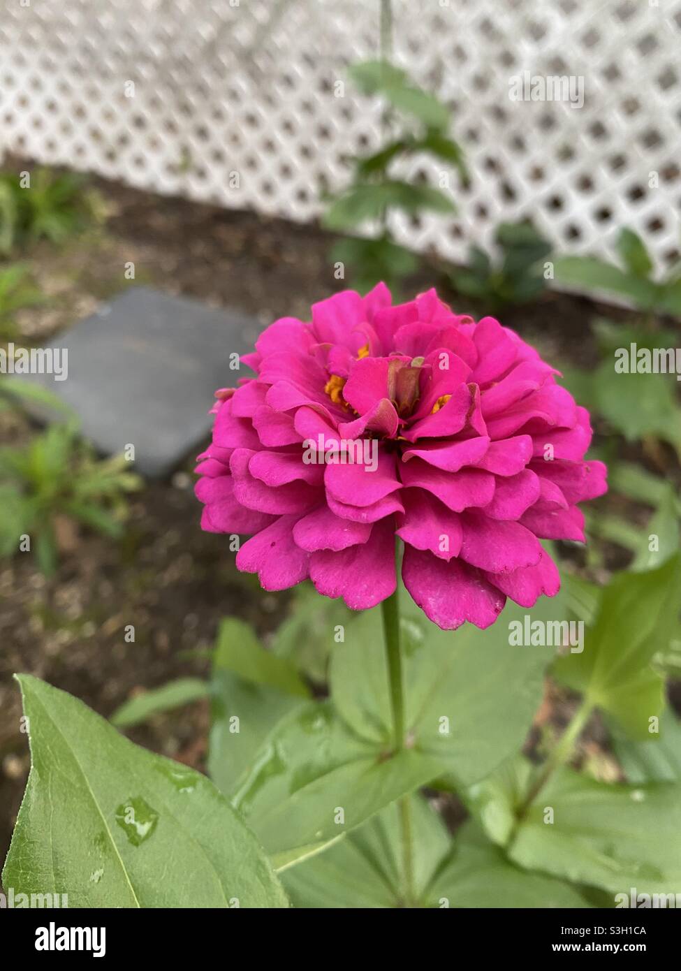 Zinnia rosa brillante con gocce d'acqua sulle foglie. Foto Stock