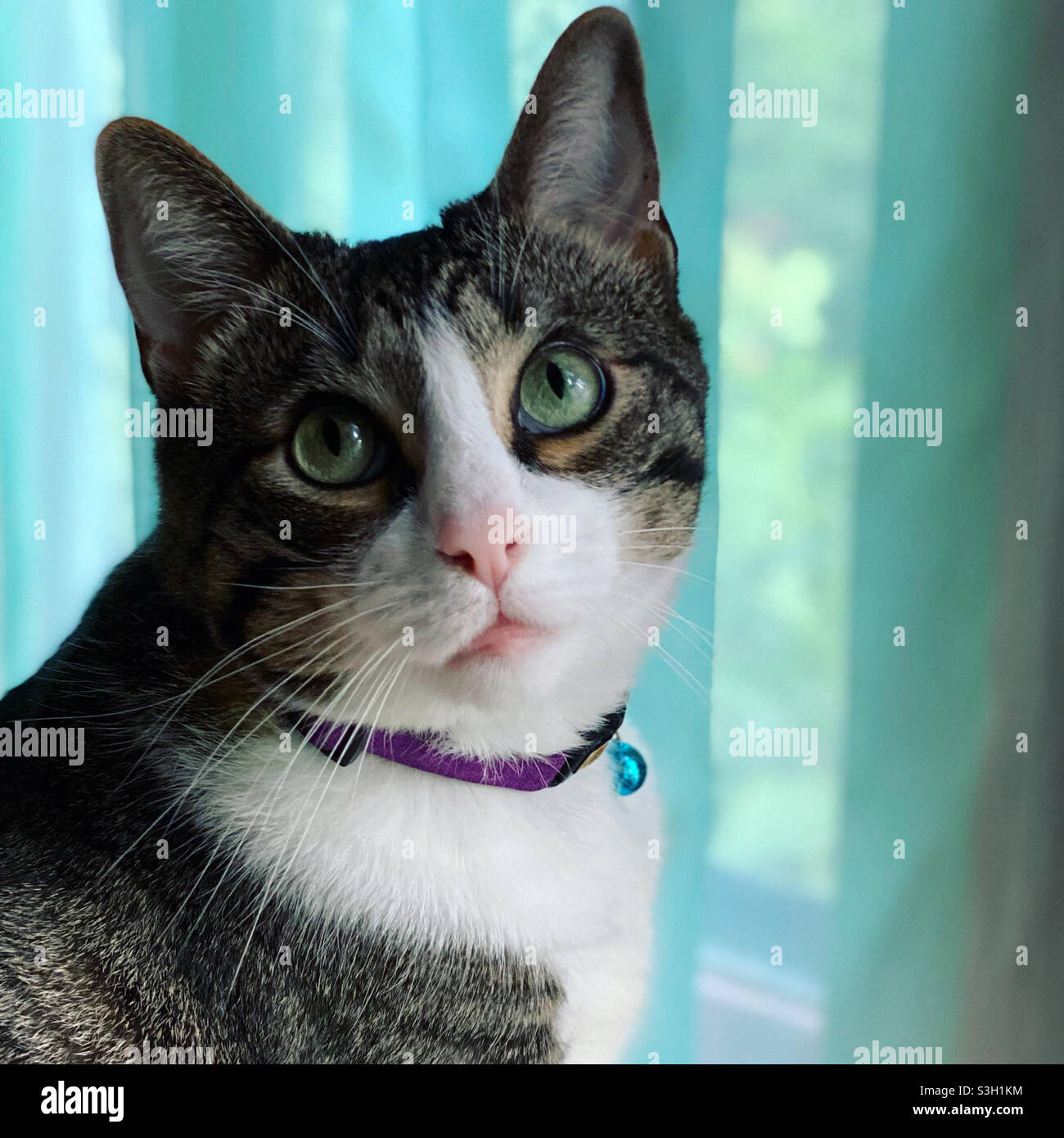 Bel tabby pensivo e gatto bianco con occhi verdi - Immagine stock catturata con smartphone