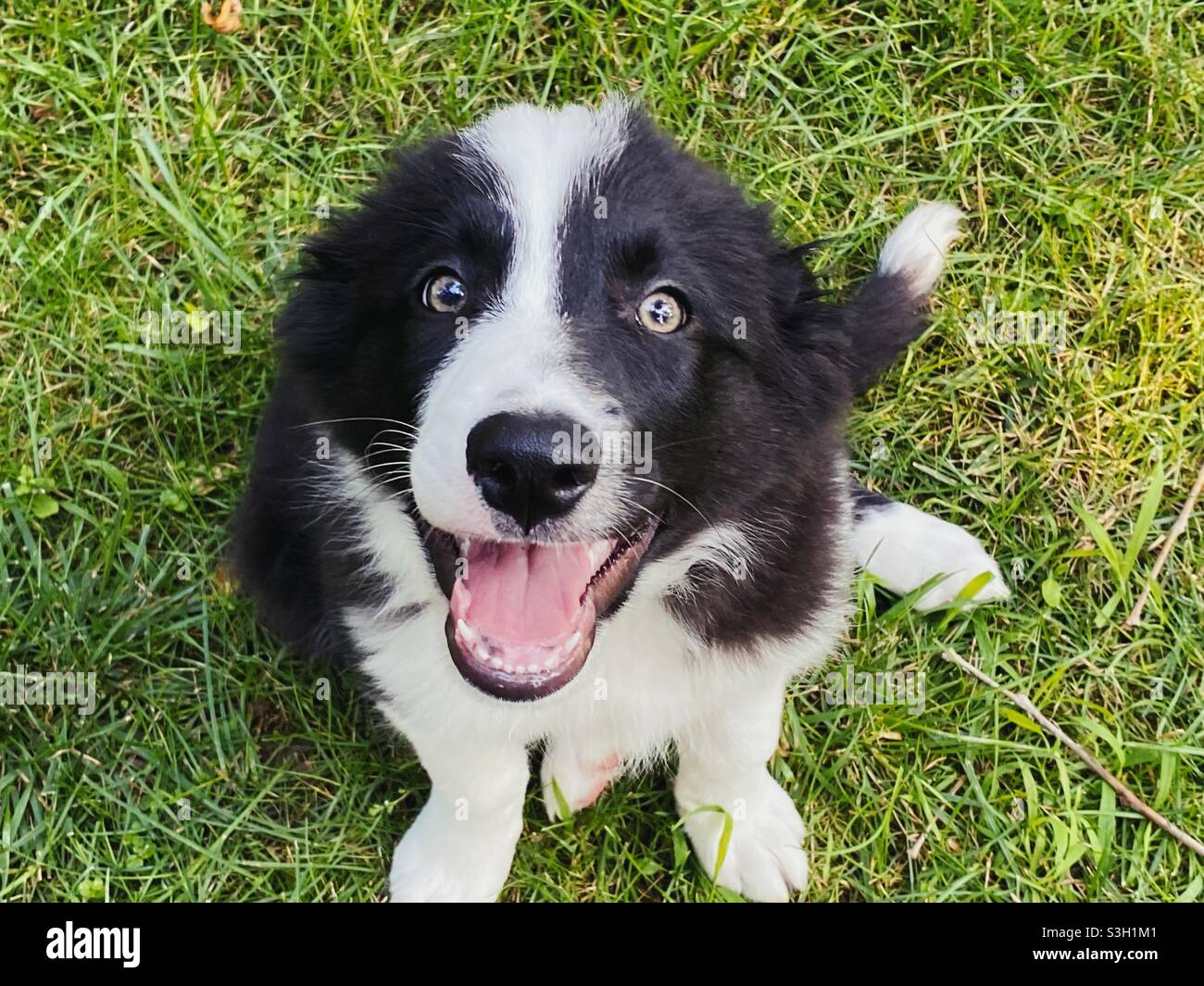 Felice e iper bordo cucciolo Collie Foto Stock