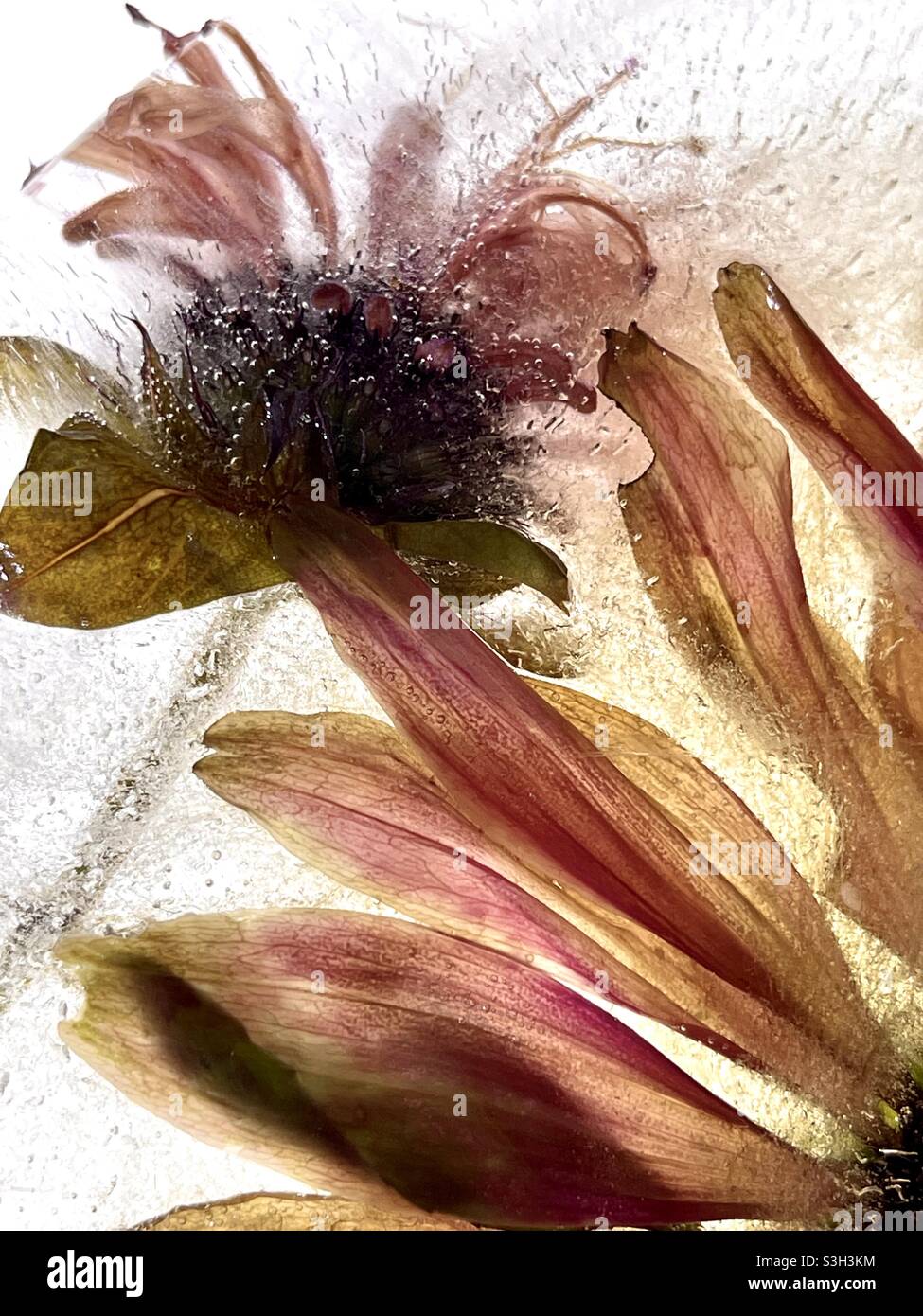 Fiori congelati - Immagine stock catturata con smartphone