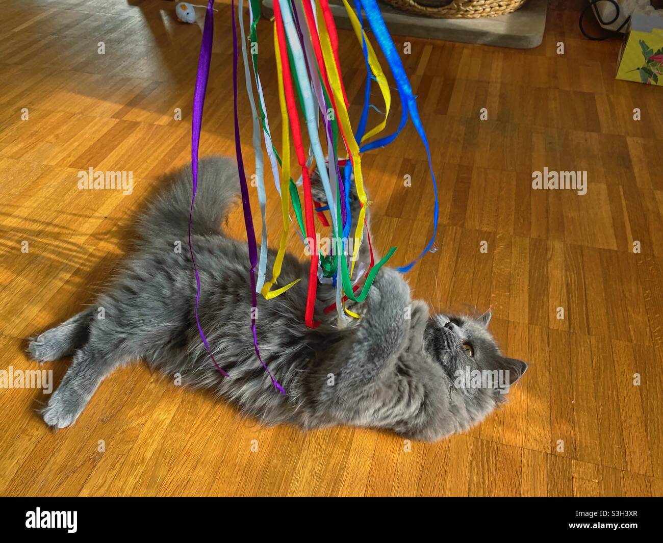 Gattino persiano blu di 5 mesi che gioca con nastri colorati bianchi giacenti su pavimento di legno. - Immagine stock catturata con smartphone