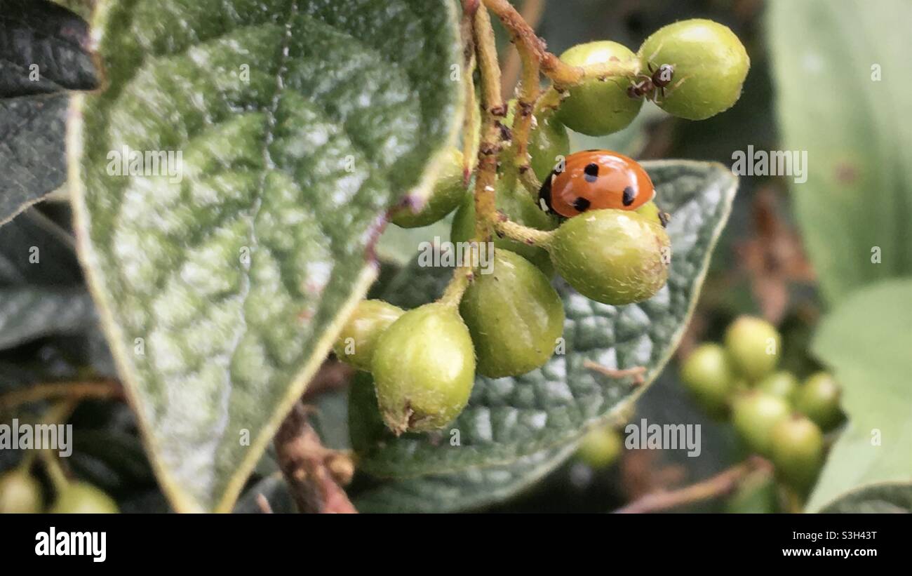 Ladybird su una foglia Foto Stock