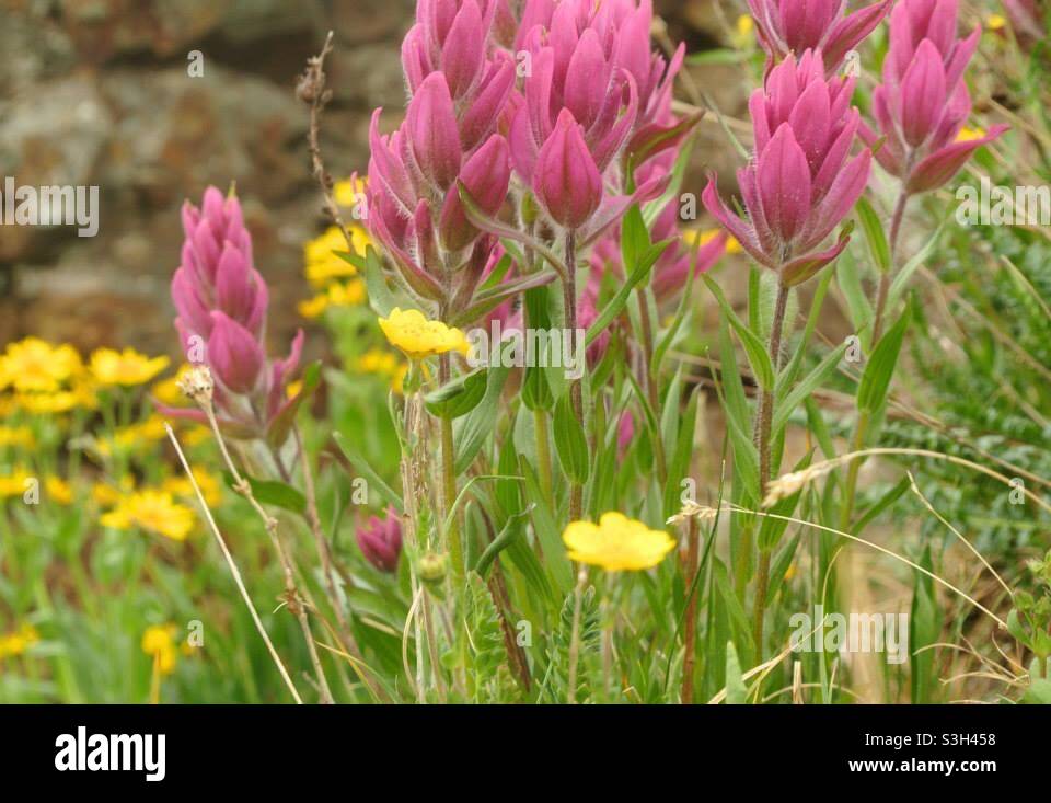 Fiori selvatici rosa e gialli crescono in un prato del Colorado. Foto Stock