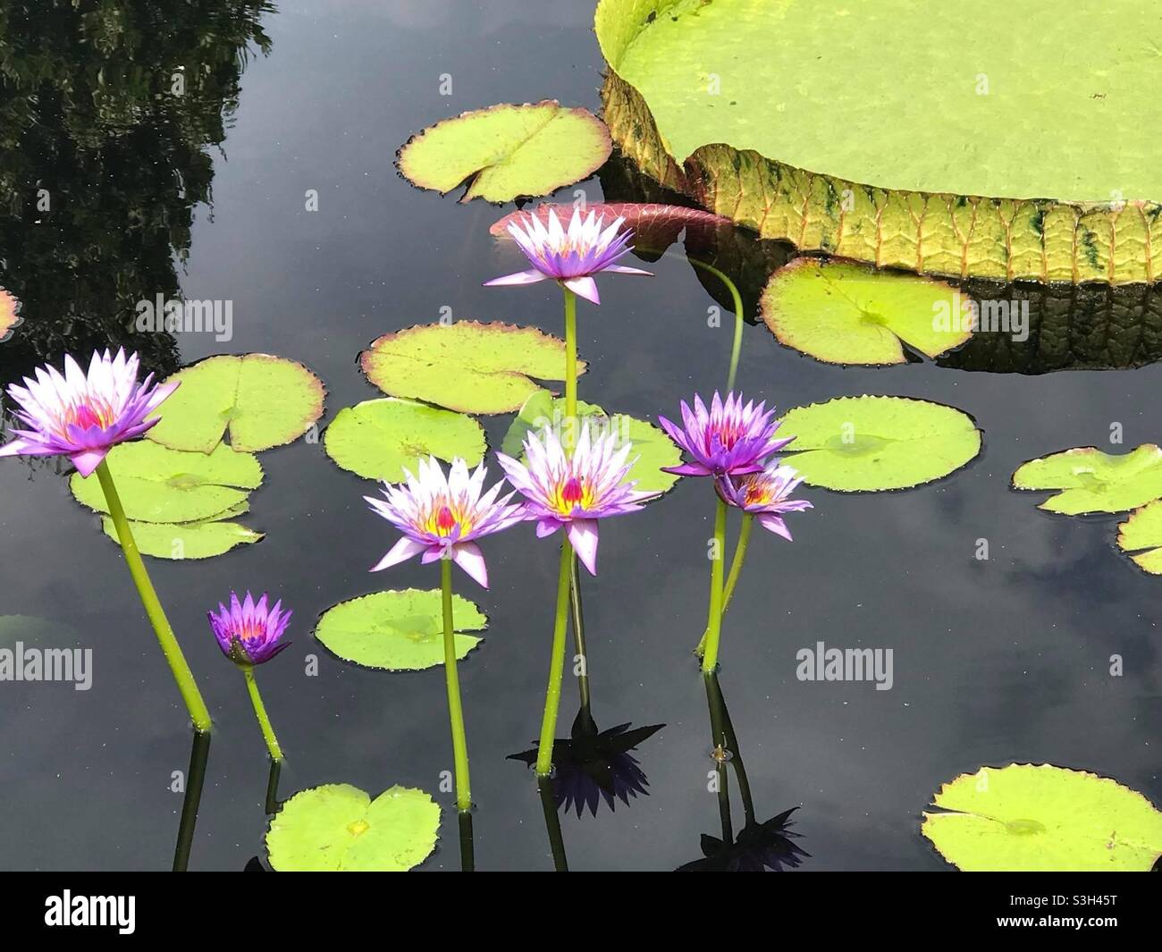 Ninfee fioriscono dal lago riflettente. Foto Stock