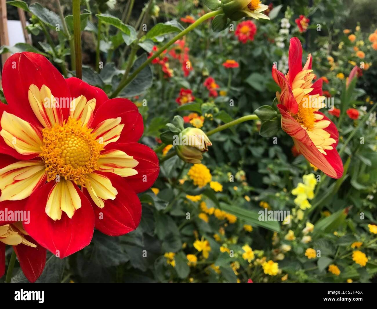 Bellissimi fiori gialli e rossi fioriscono nel giardino del cortile. Foto Stock
