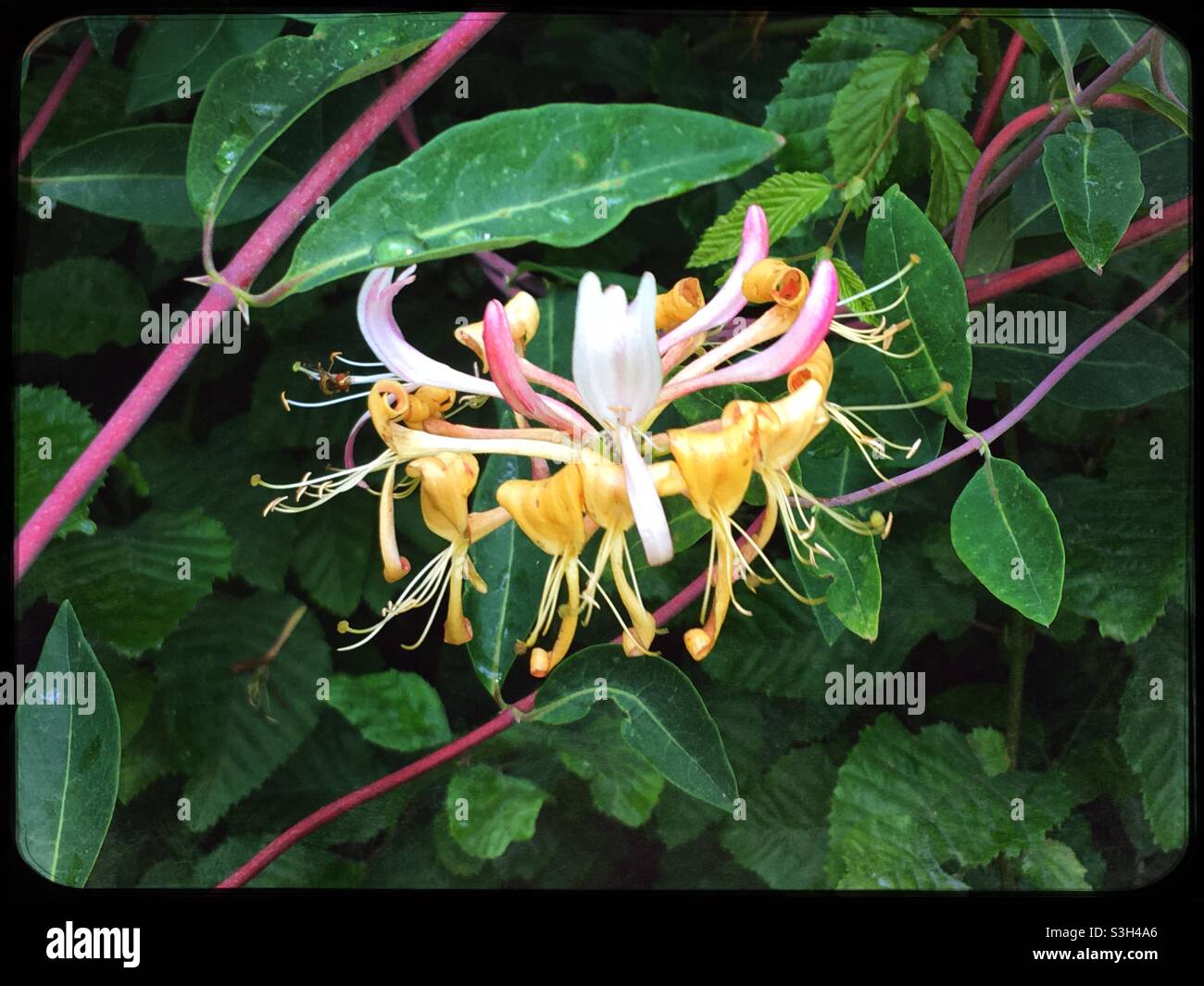 Caprifoglio fiore Foto Stock