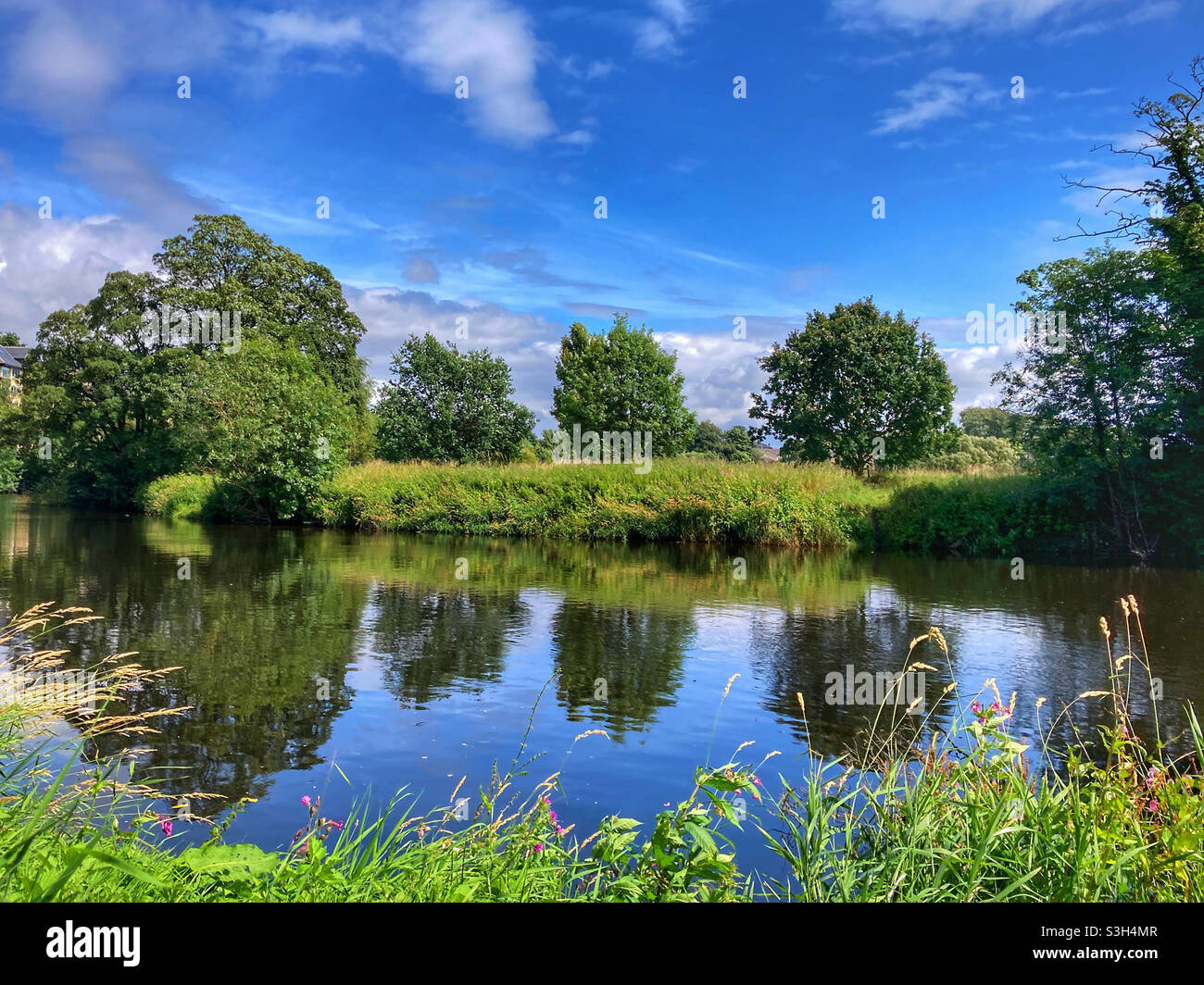 Alberi sul fiume Wharfe Wetherby West Yorkshire Foto Stock