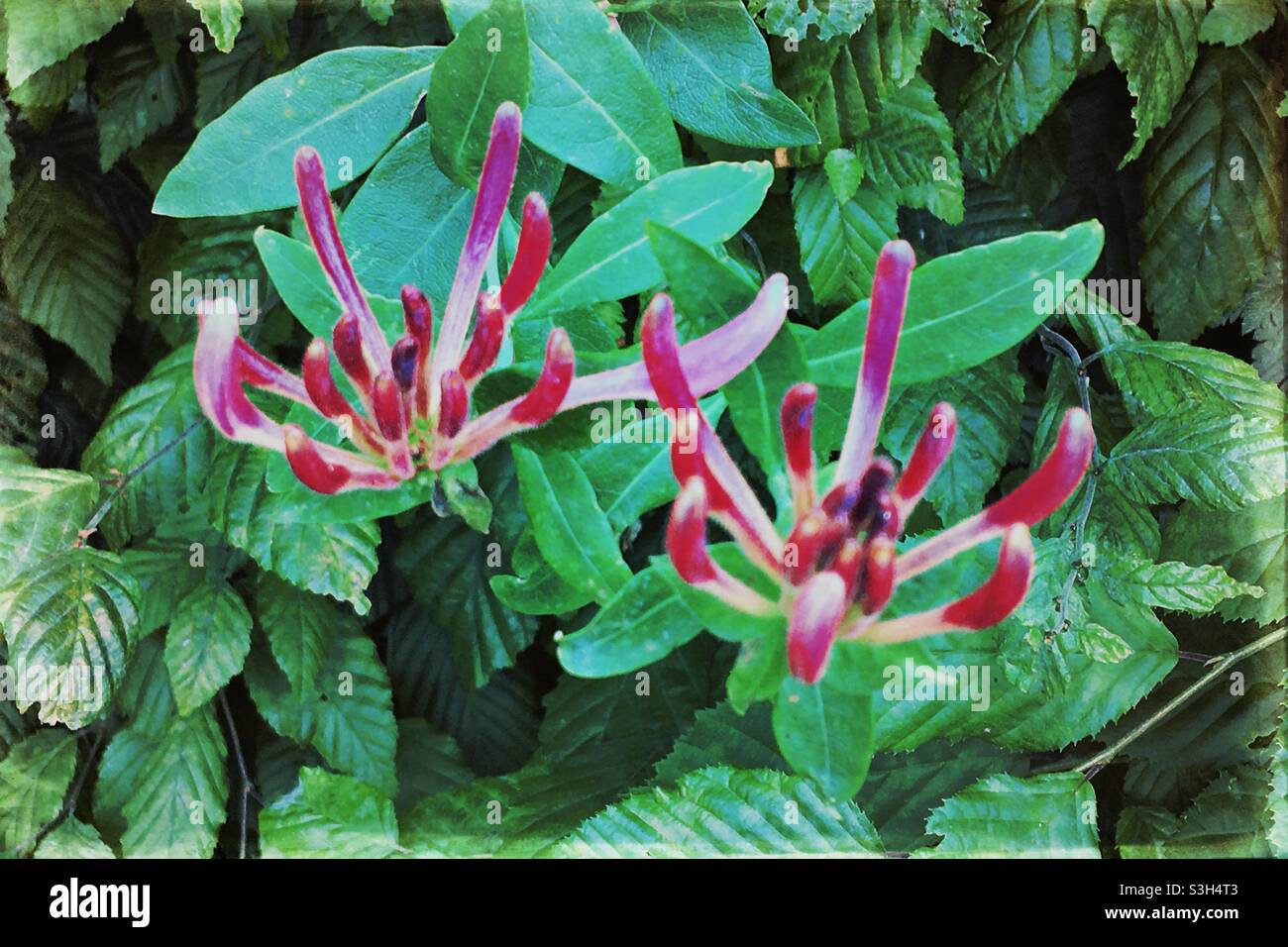 Caprifoglio fiori (Lonicera) Foto Stock