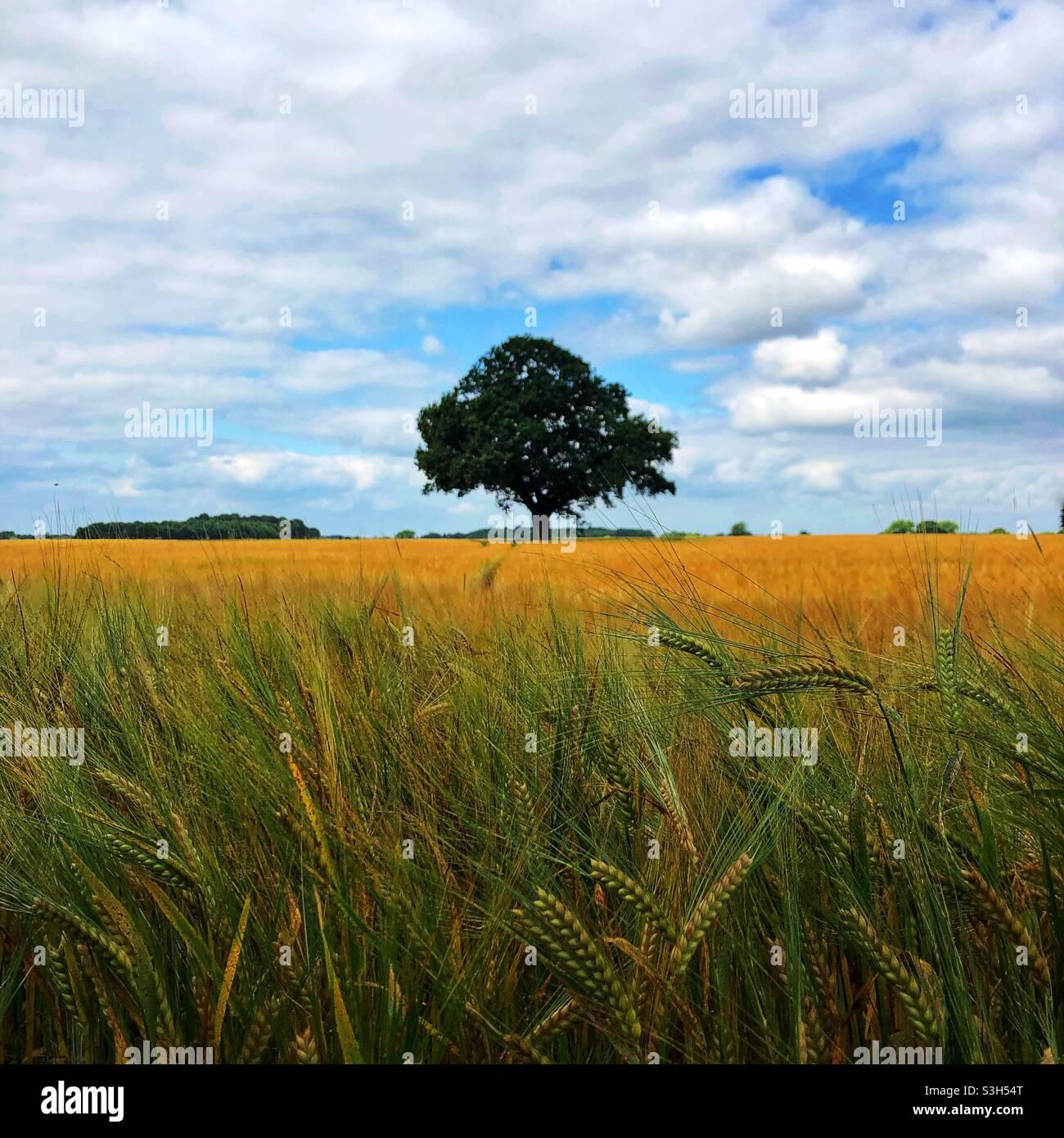 Una cornice di raccolto quadrata di un campo di grano dorato o di orzo nella campagna con un albero soluto in lontananza Foto Stock