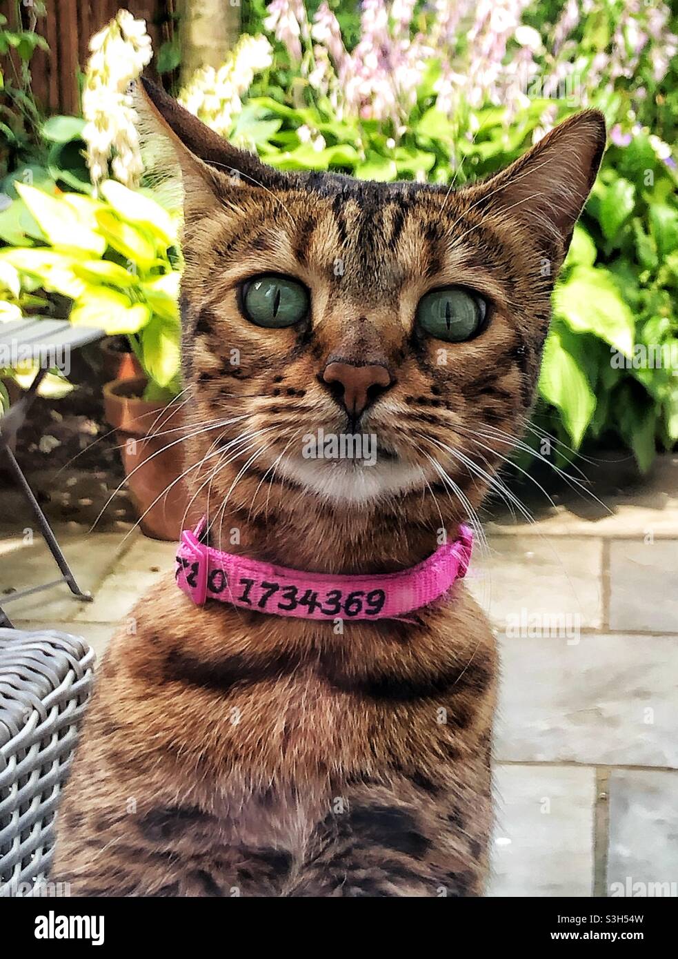 Un ritratto di gatto sorpreso Foto Stock