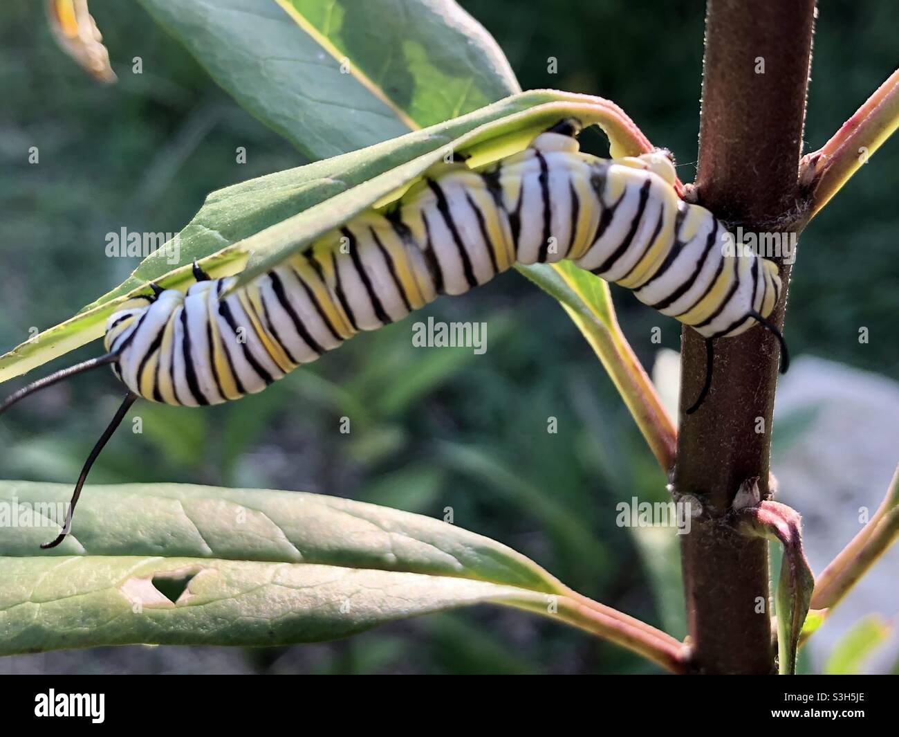 La Monarch bruco su milkweed Foto Stock