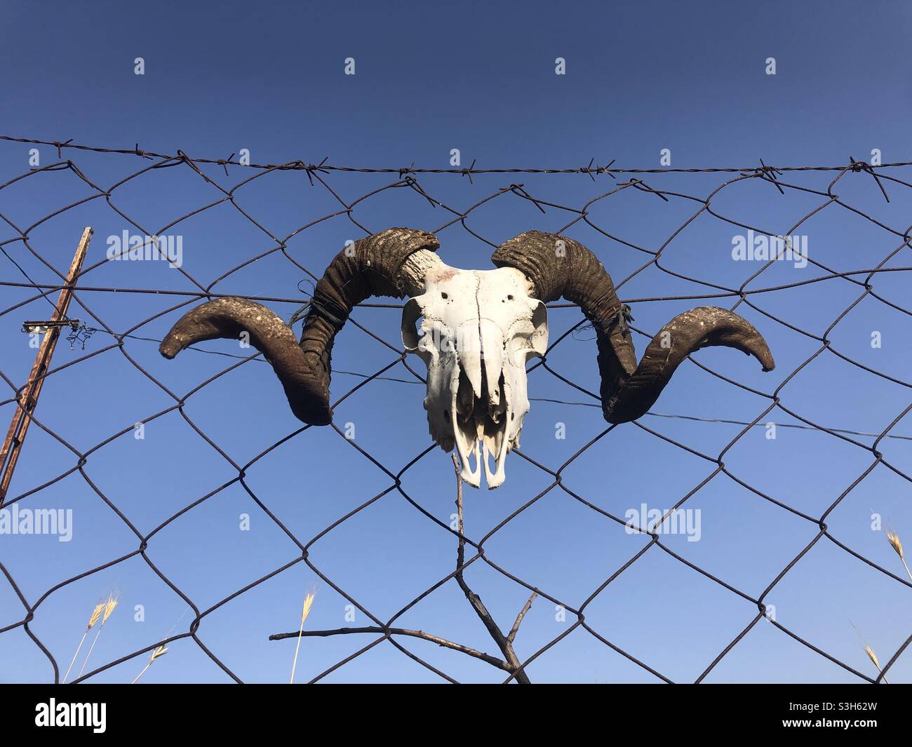 Cranio di un ottenuto su una recinzione - Immagine stock catturata con smartphone