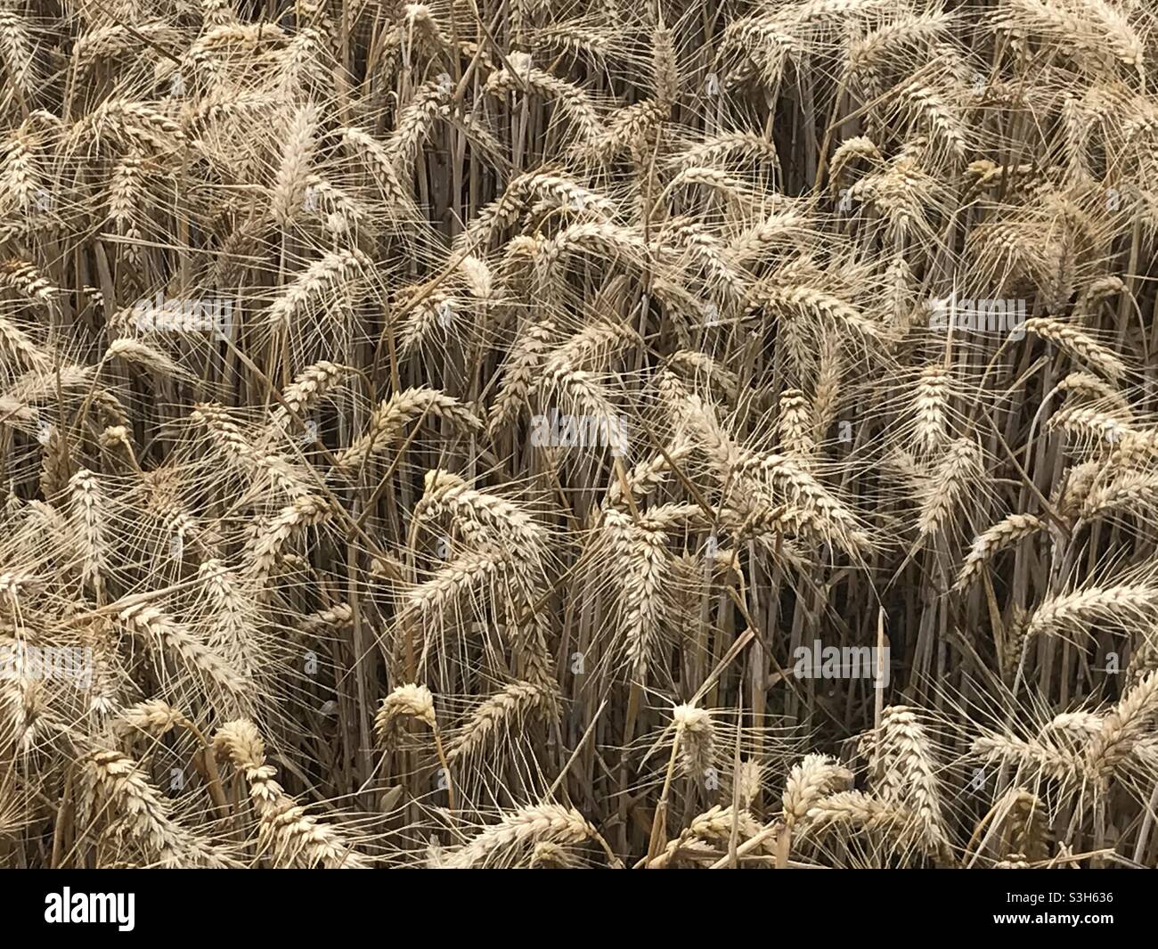 Il raccolto estivo di grano pronto per raccolto. - Immagine stock catturata con smartphone
