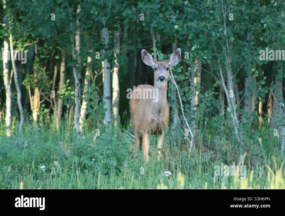 Un cervo che si spaccia fuori da un boschetto di alberi di aspen nel Colorado occidentale. Foto Stock