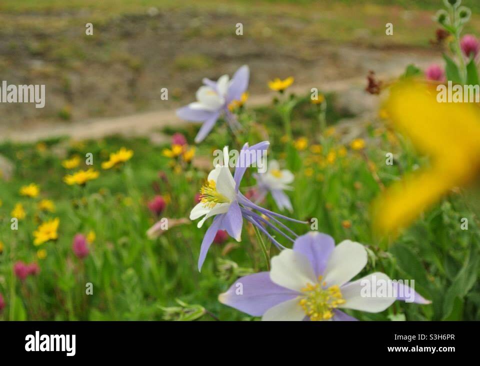 Campo di fiori selvatici con fiore stato del Colorado, il Columbine. Foto Stock
