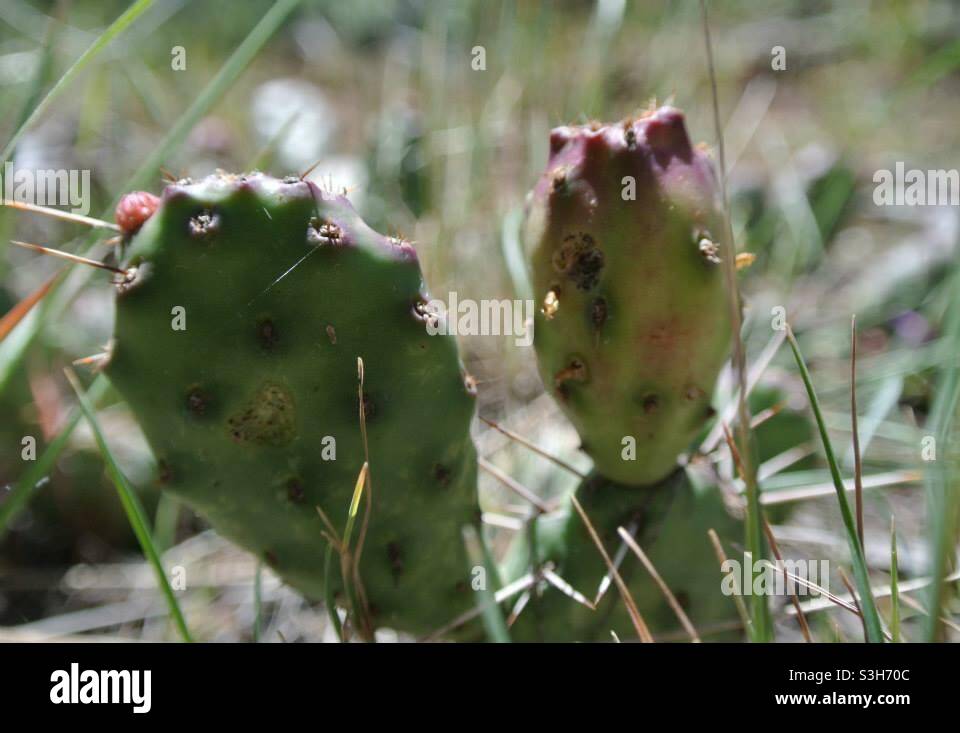 Un fico d'india cactus Foto Stock