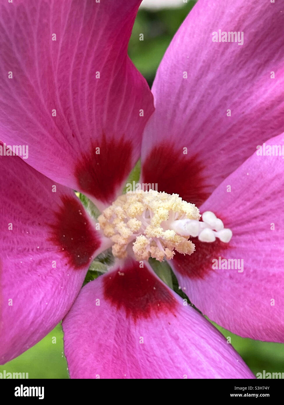Fiore di Hybisco. Chiudi vista. Foto Stock