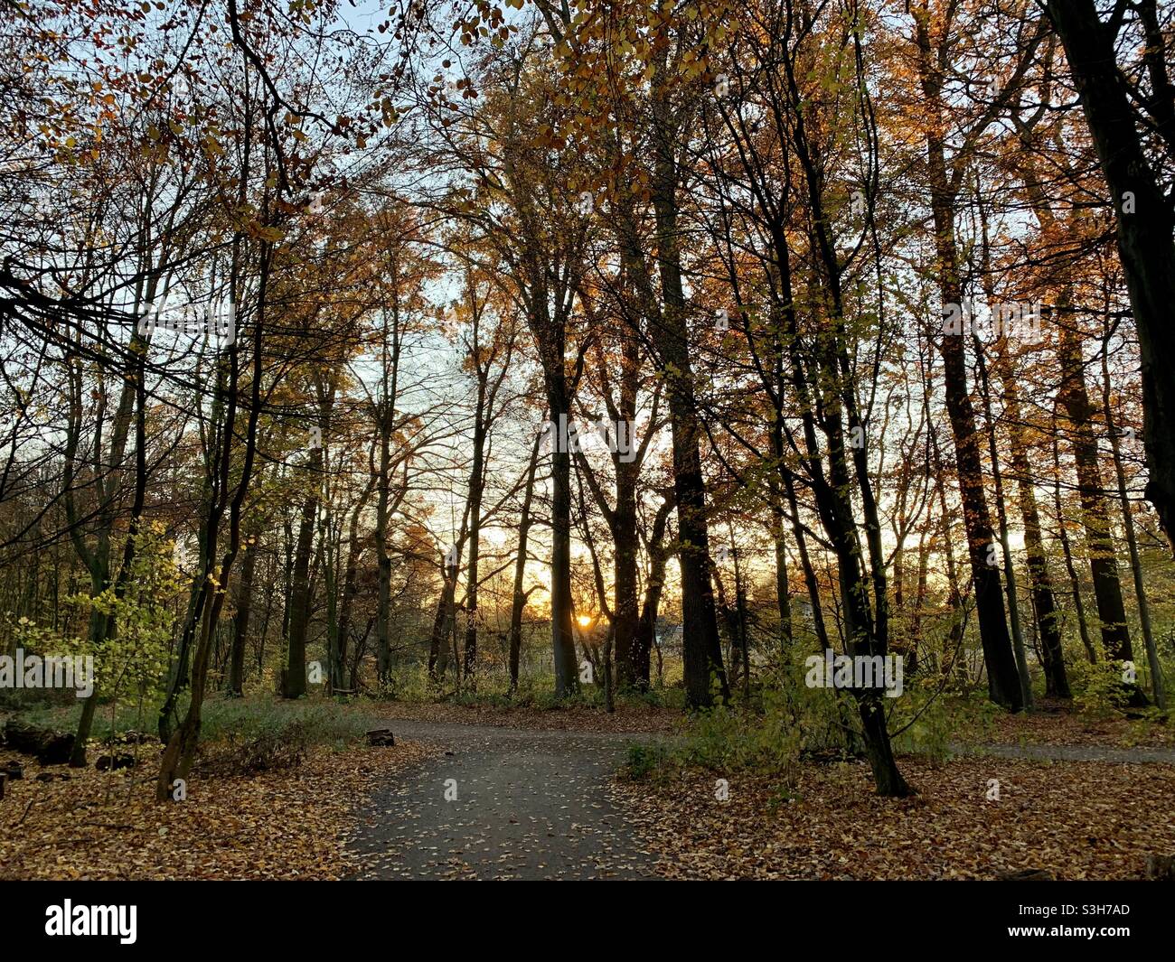 Herbst im Stadtwald Krefeld Foto Stock
