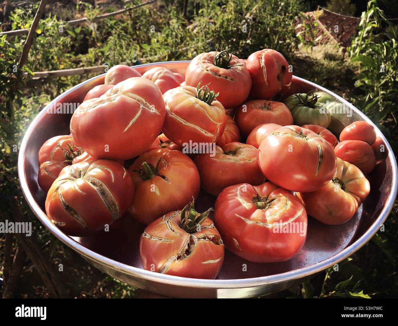Appena raccolto di pomodori organici Foto Stock