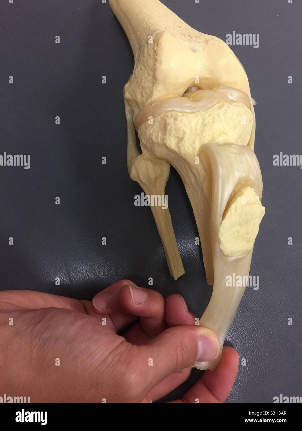 Modello di ginocchio umano che mostra la rotula, il femore, la tibia, la fibula e il menisco. Usato per spiegare la terapia, l'artrite, l'ambulatorio e la consultazione medica. Foto Stock
