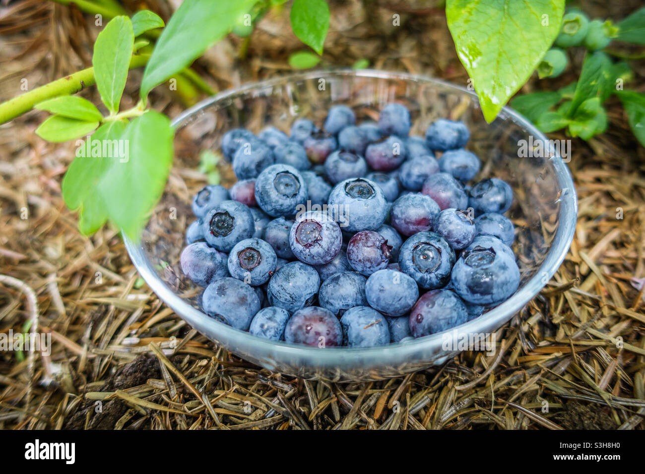 I mirtilli in una ciotola di vetro Foto Stock