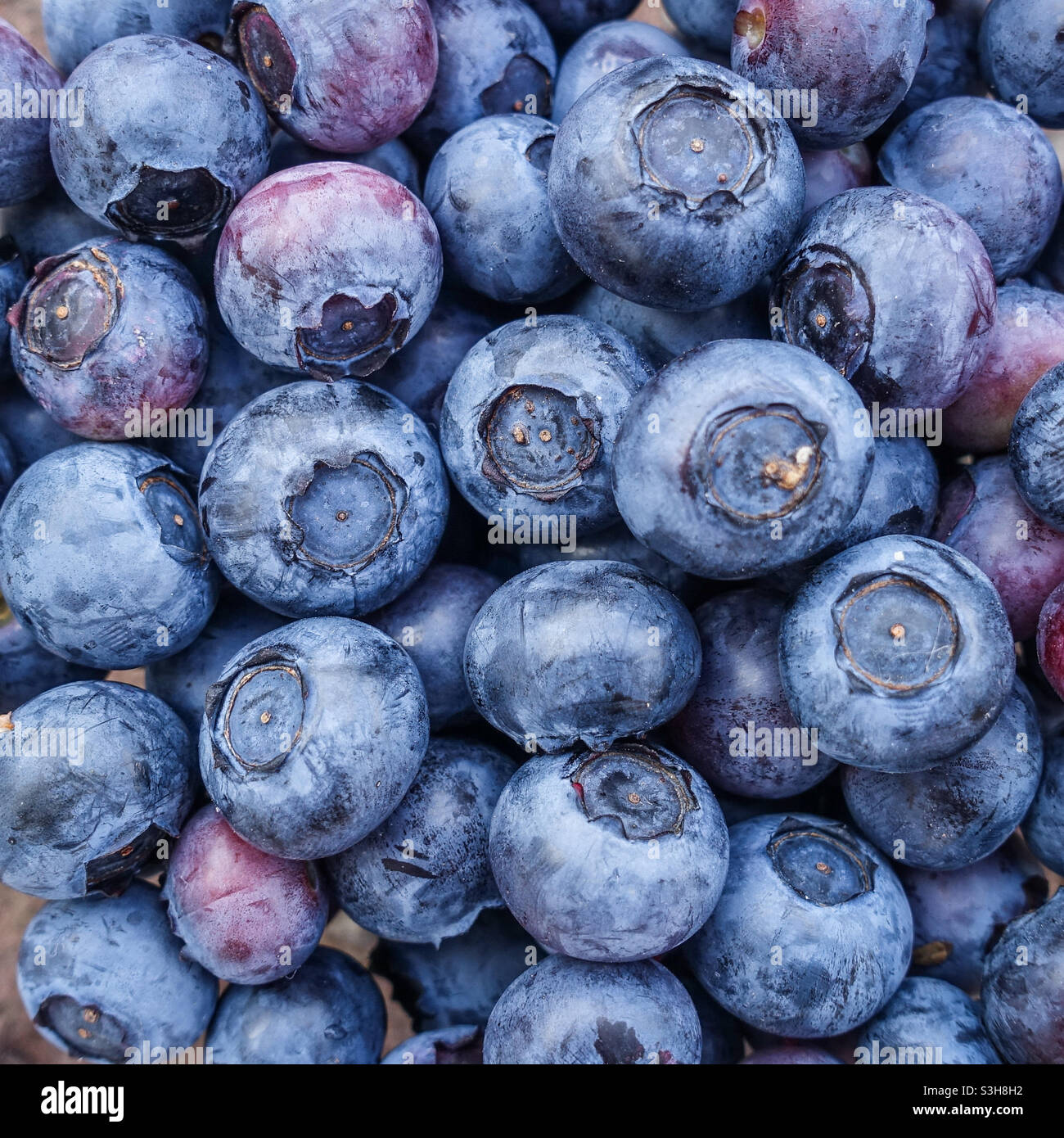 Close up di mirtilli - Immagine stock catturata con smartphone