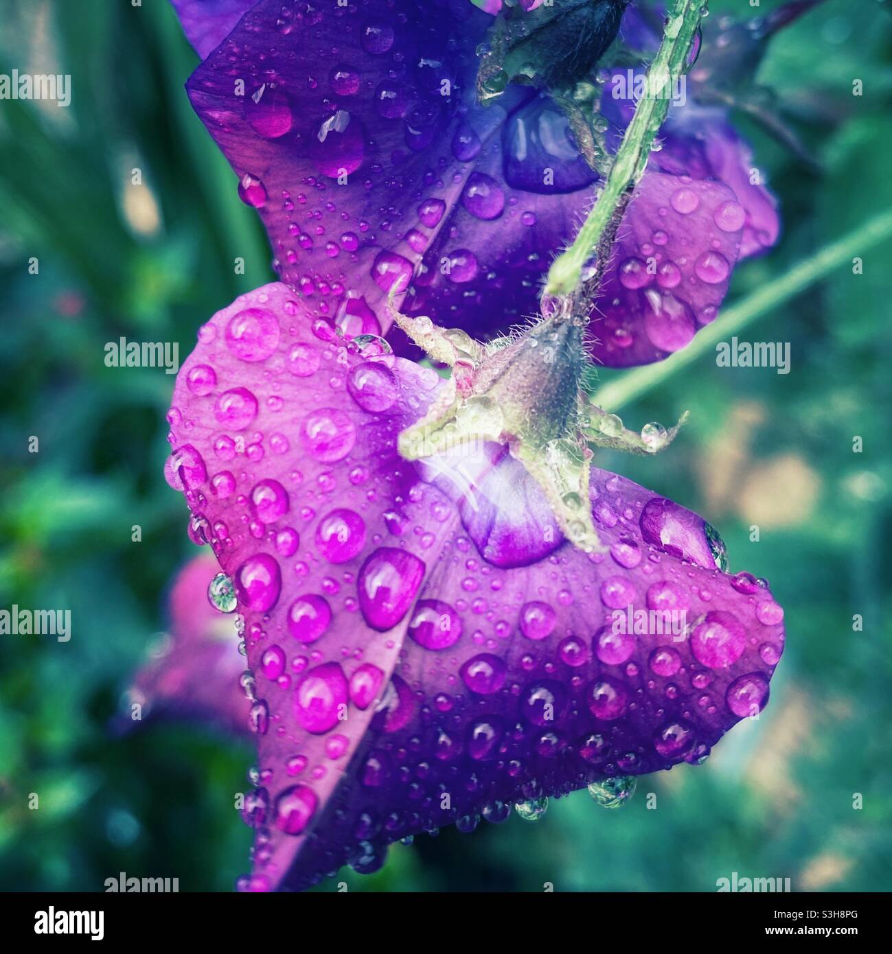Una fotografia ravvicinata di vibranti fiori di piselli porpora sotto la pioggia Foto Stock
