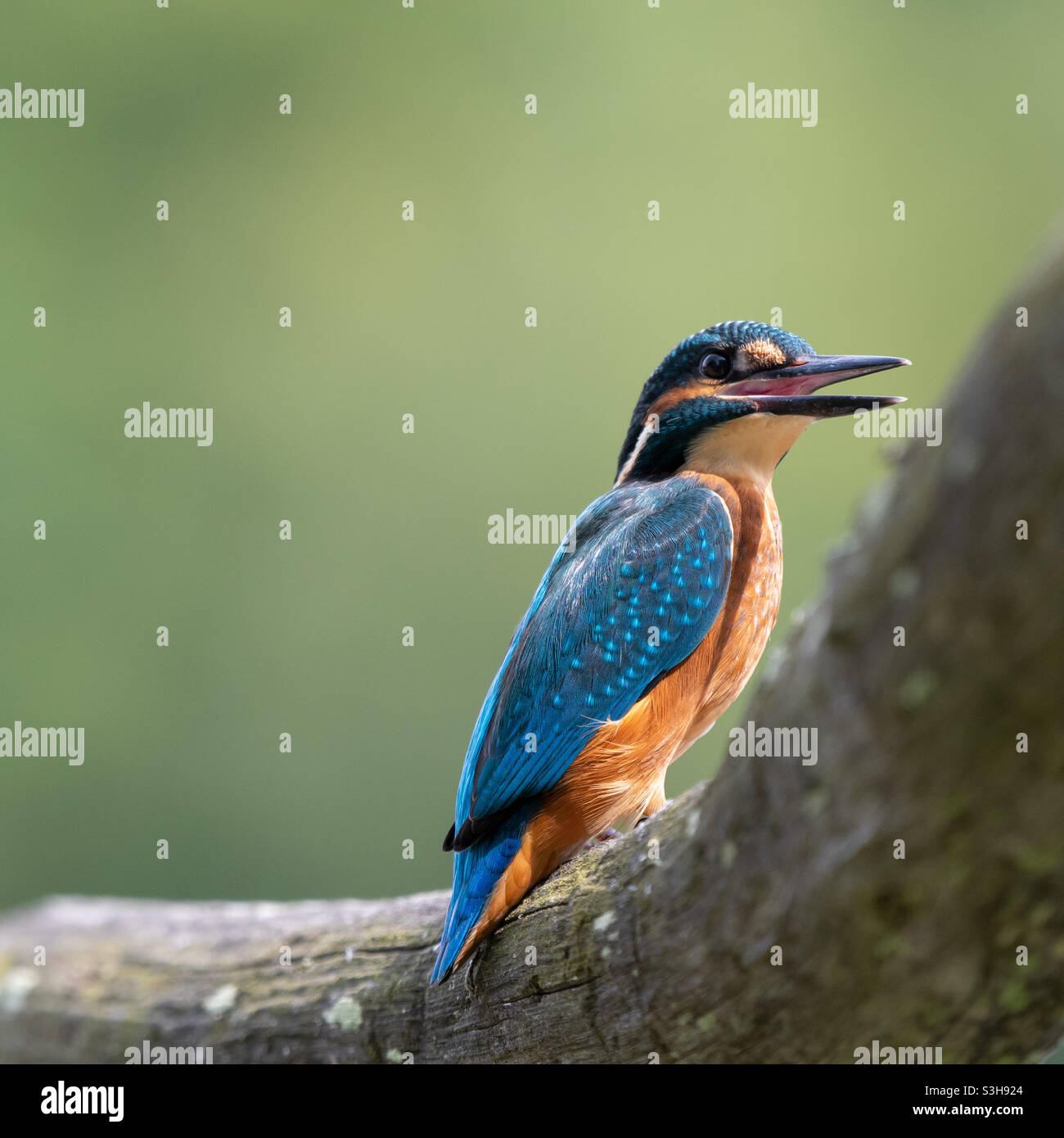 Martin-pêcheur d’Europe./ Kingfisher. Foto Stock