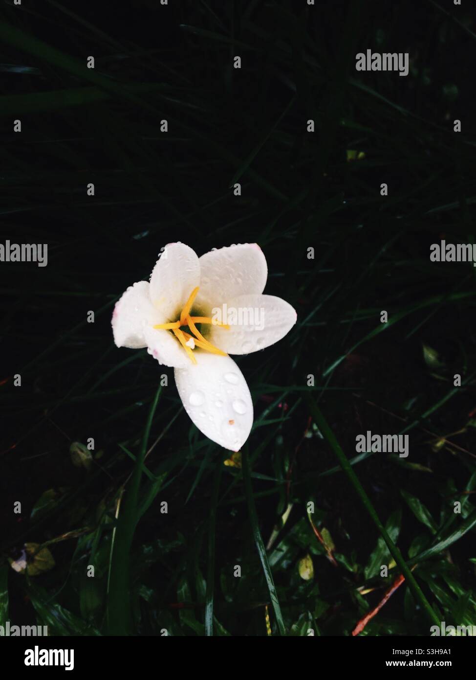 Gocce di pioggia su fiore bianco Foto Stock