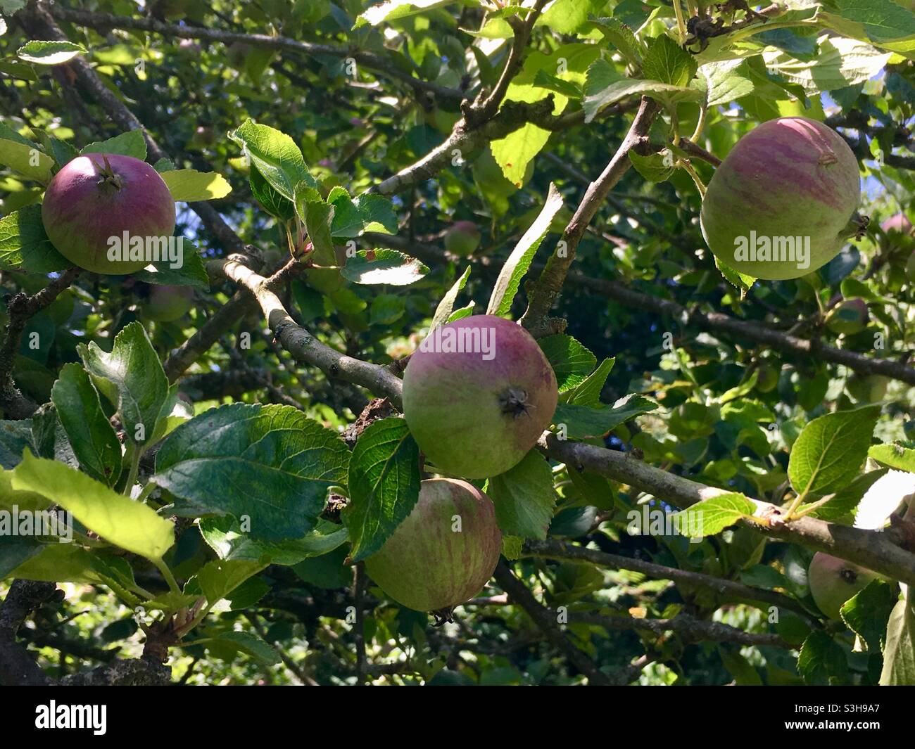 Mele che crescono su ape albero - Immagine stock catturata con smartphone