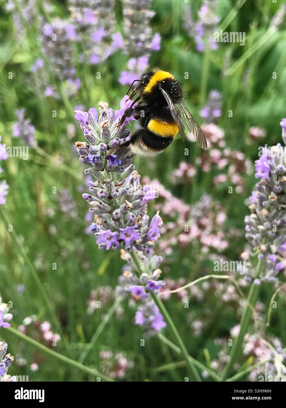 Un'ape bumblebee impollinizza una pianta di lavanda - Immagine stock catturata con smartphone