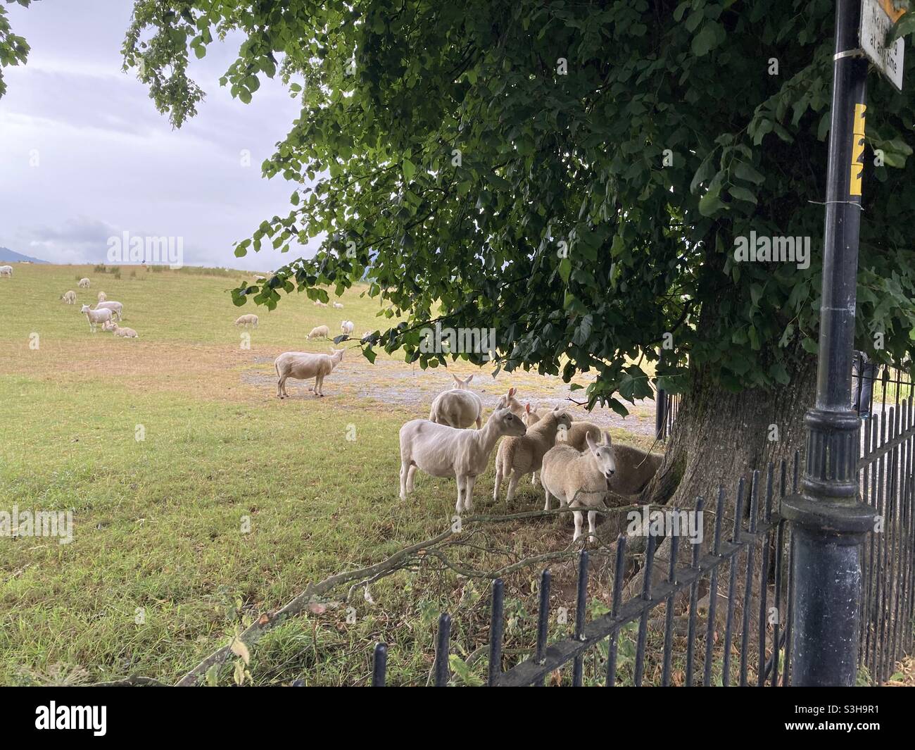 Alberi e pecore Keswick. Foto Stock