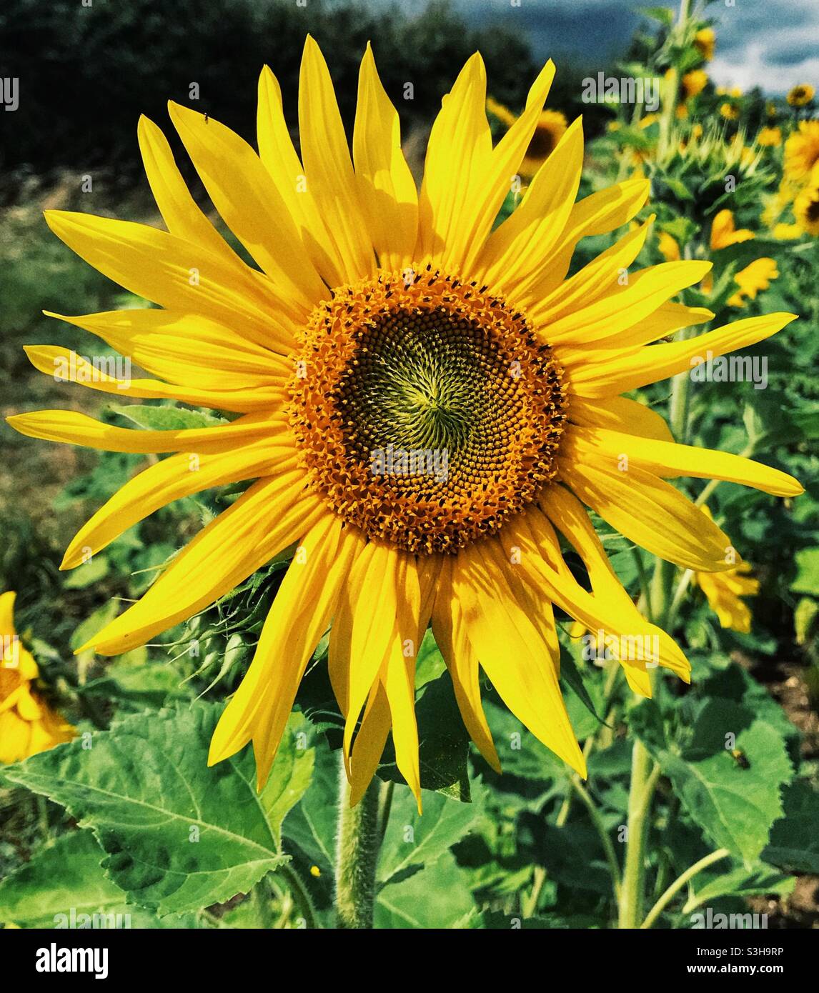 Girasole in fiore Foto Stock