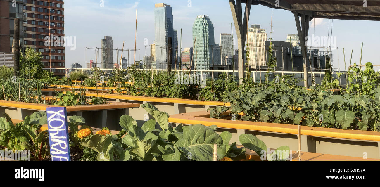 Letti rialzati di verdure. Giardino vegetale verde sul tetto sulla terrazza di un alto edificio a Long Island City, Queens Foto Stock