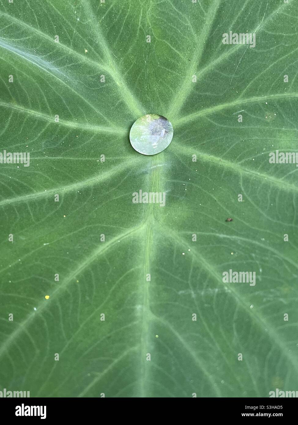 Perfetto cerchio raindrop su foglia verde di pianta - Immagine stock catturata con smartphone