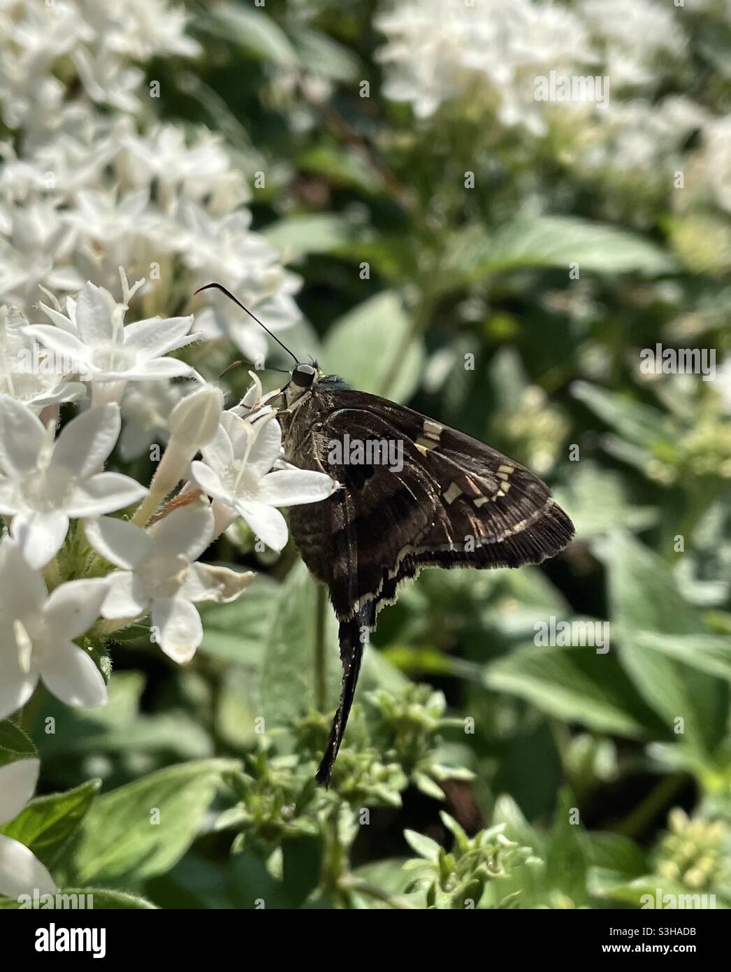 Lunga coda skipper farfalla su fiori bianchi Foto Stock