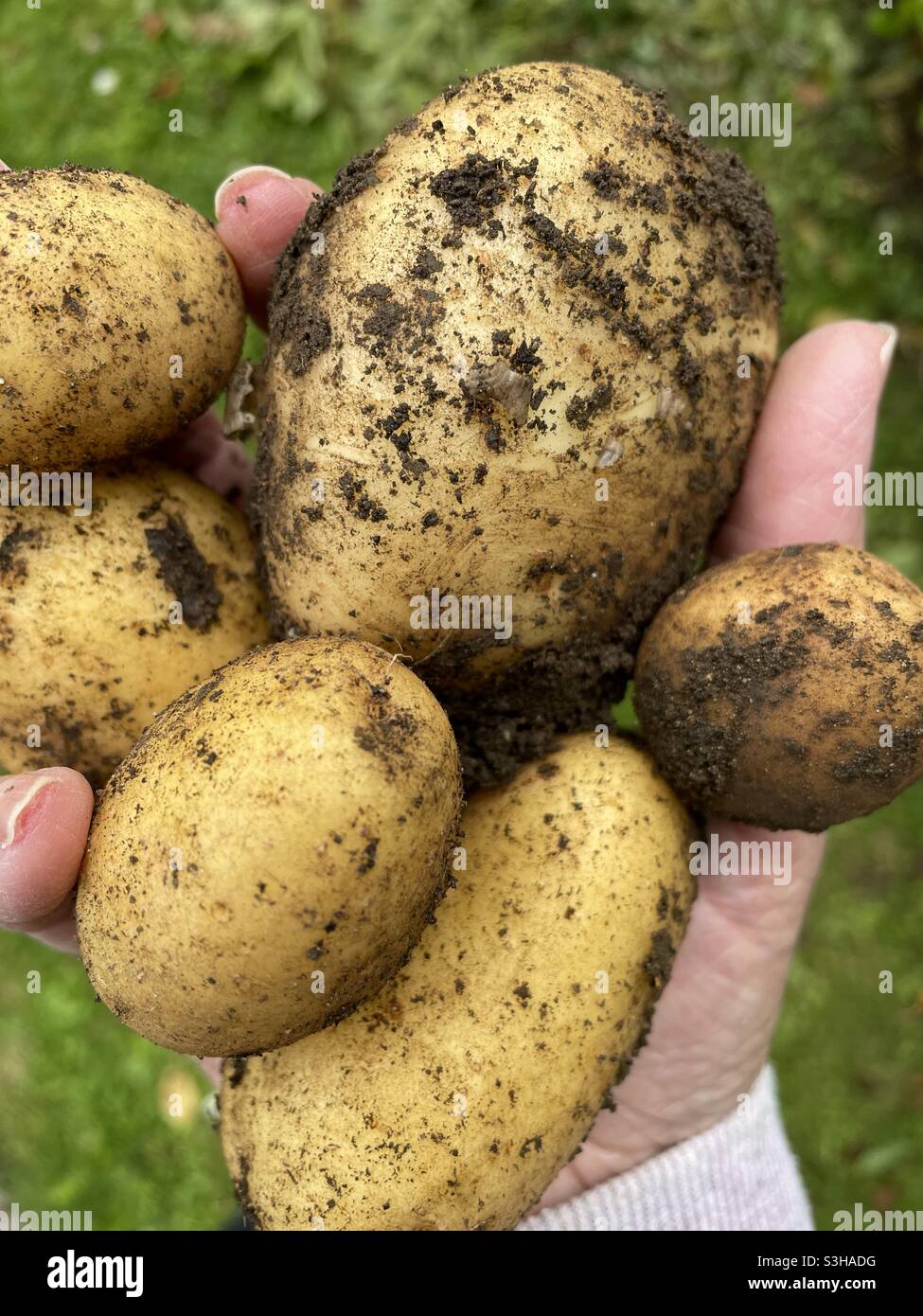 Primo piano di una mano che tiene patate appena raccolte in un giardino a Dublino, Irlanda. Foto Stock