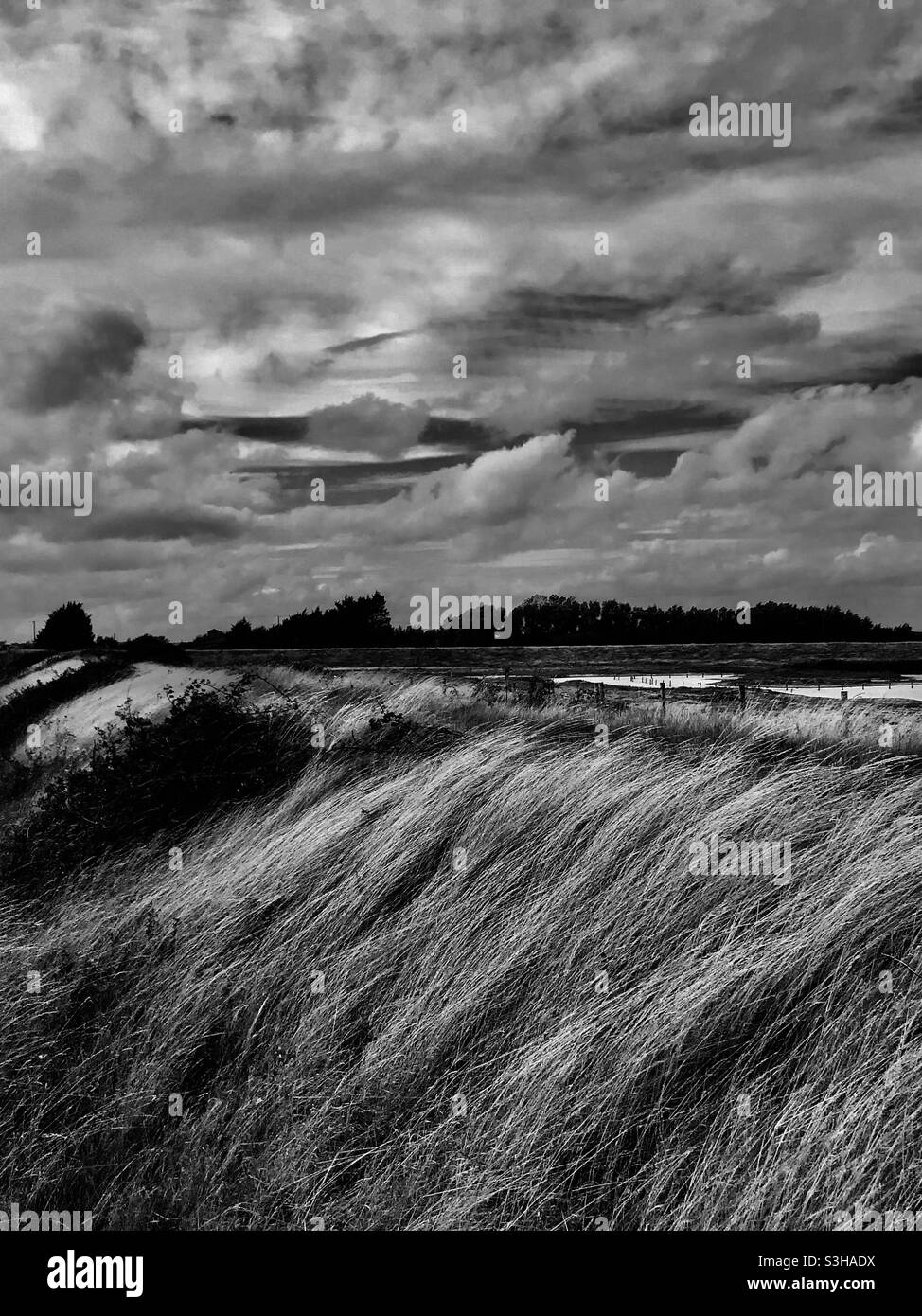 Riserva naturale nel Sussex orientale in bianco e nero Foto Stock