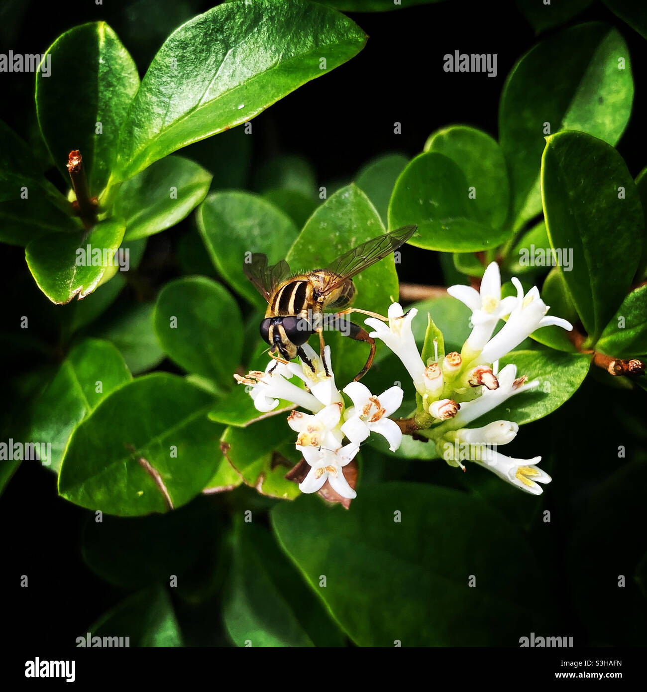 Insetto su fiore privato Foto Stock