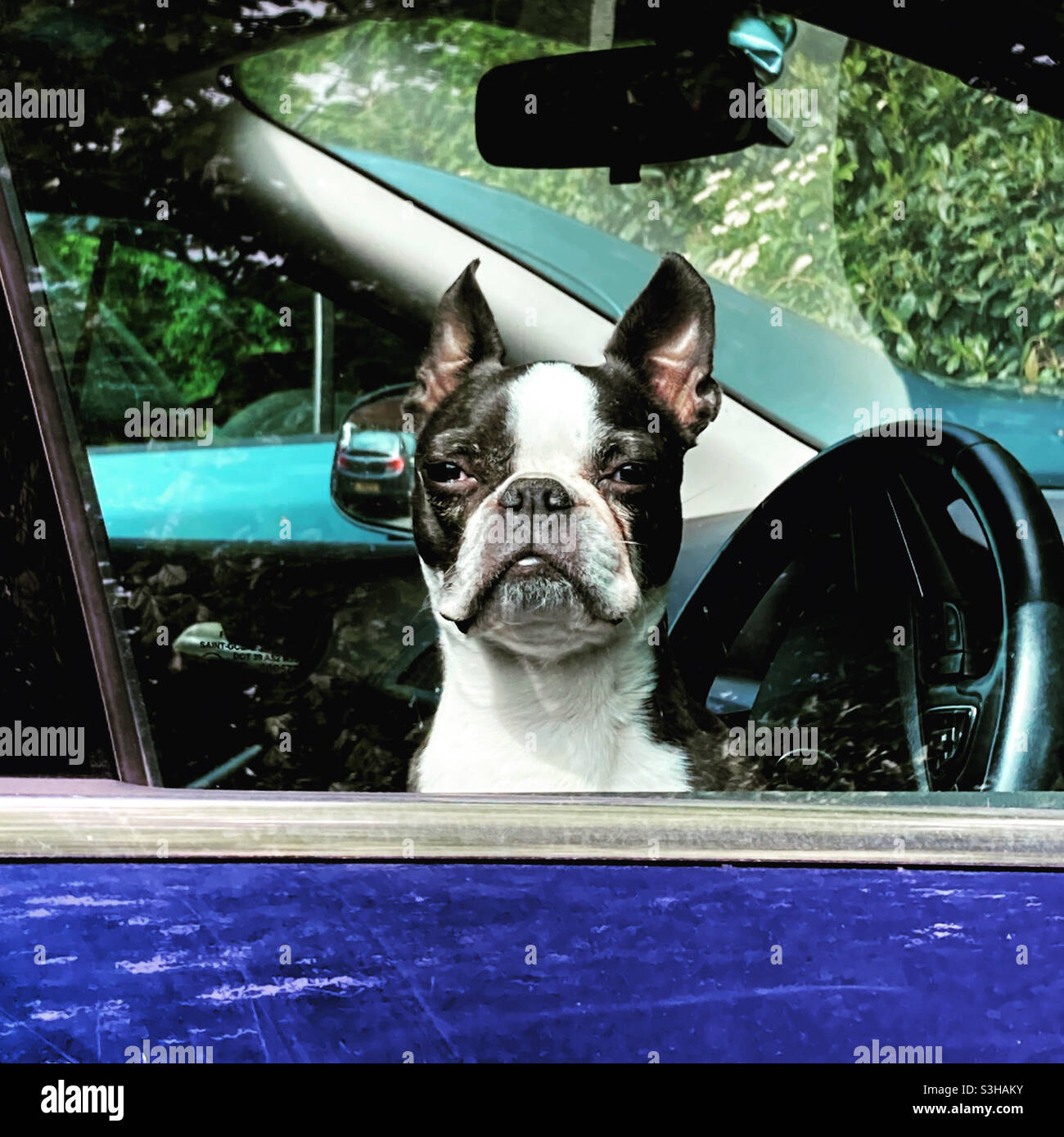 Cane In un'automobile - Immagine stock catturata con smartphone