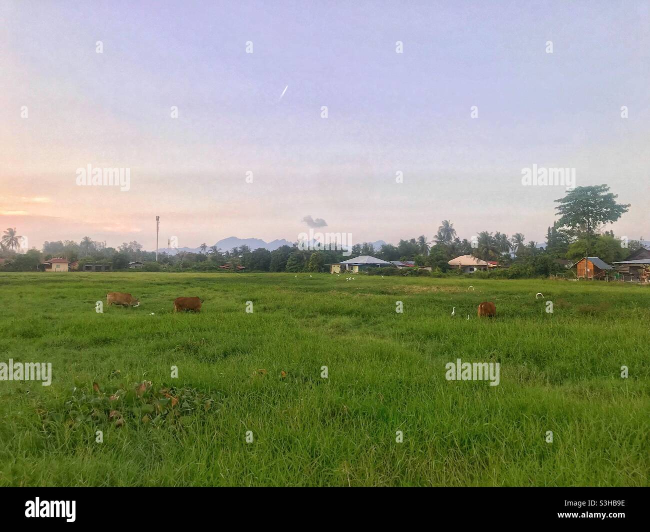 Bestiame in una risaia al tramonto vicino a Pantai Cenang sull'isola di Langkawi, Malesia - Immagine stock catturata con smartphone