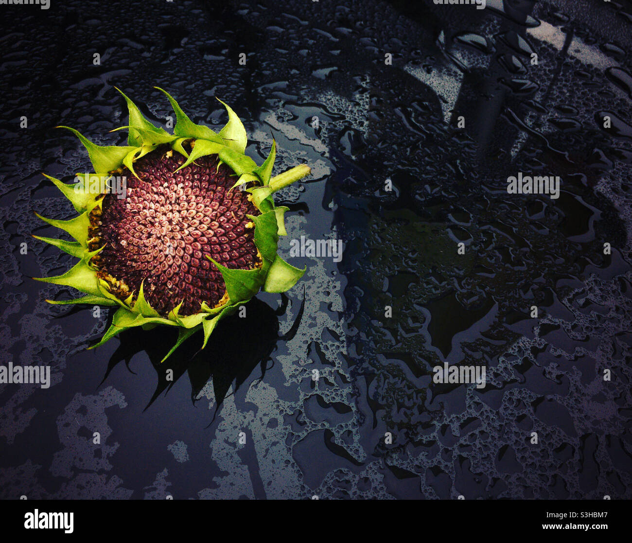 Girasole riflessione testa - Immagine stock catturata con smartphone