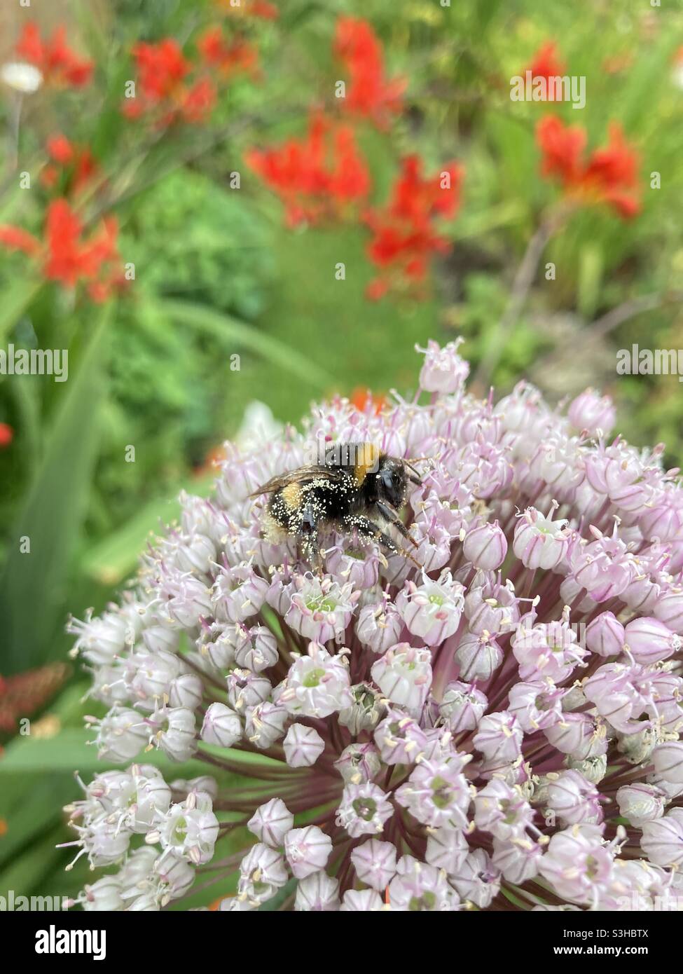 Ape ricoperta di polline Foto Stock