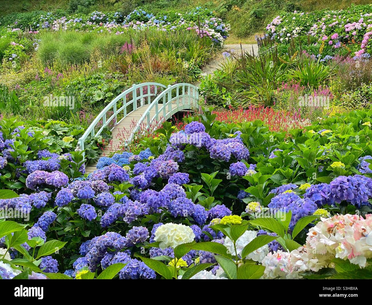 Hidrangee e il ponte sul laghetto di Mallard a Trebah Gardens, Mawnan Smith, Cornovaglia, agosto. - Immagine stock catturata con smartphone
