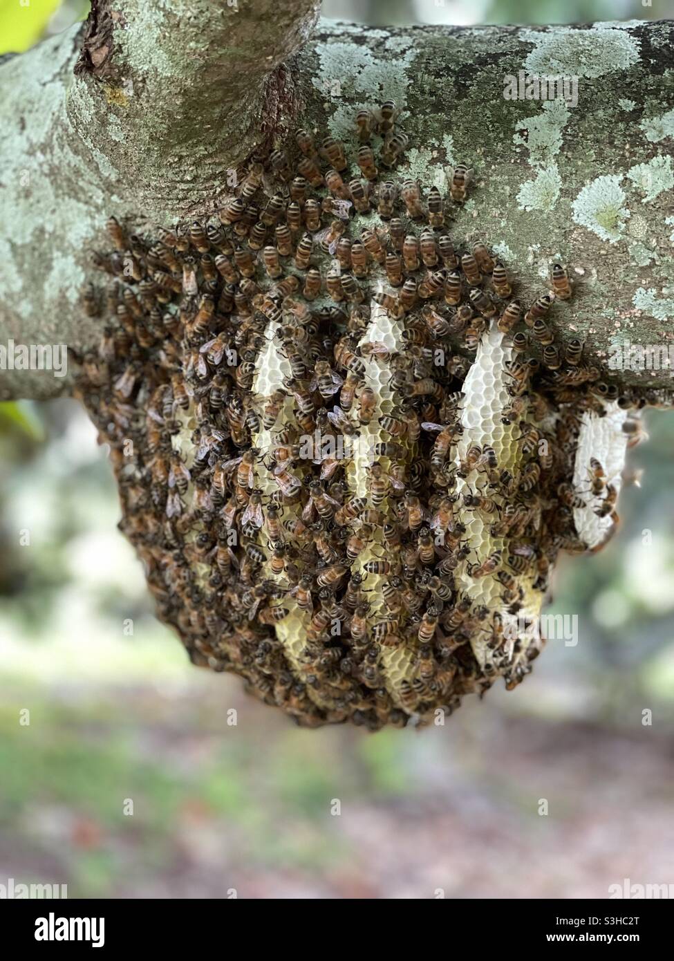 Grande colonia di api da miele che costruisce un nido Foto Stock