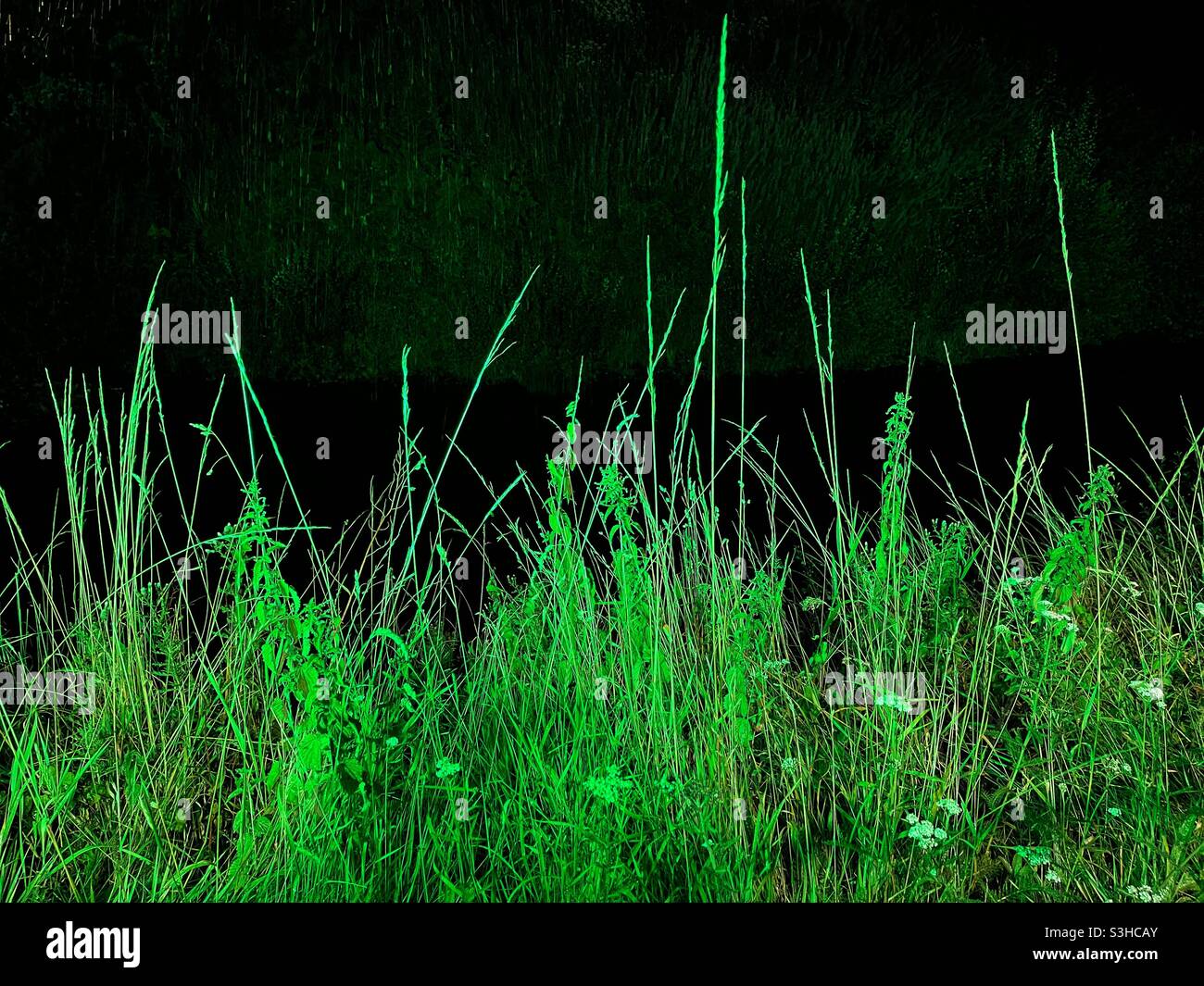 Erba verde lunga su sfondo scuro. Nessuna gente. Foto Stock
