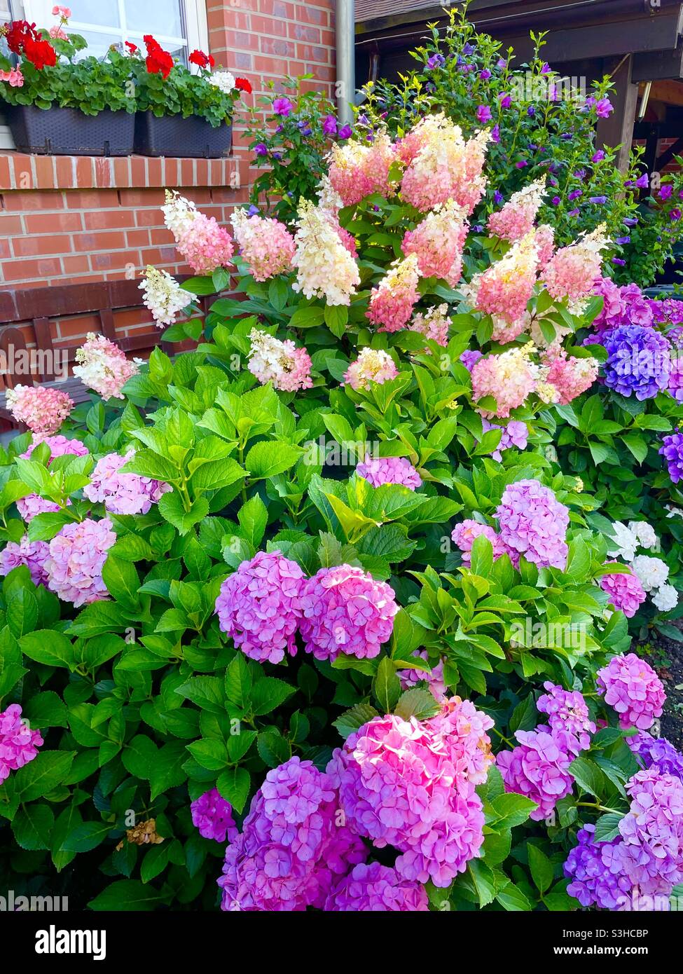 Spettacolare cespuglio di hydrangea Foto Stock