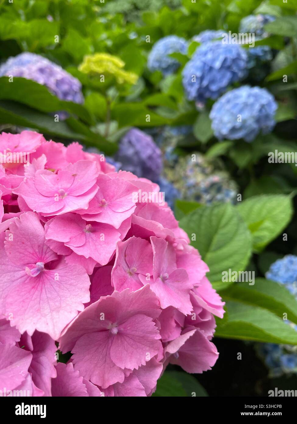 Ortangee rosa con ortangee blu sullo sfondo. Foto Stock