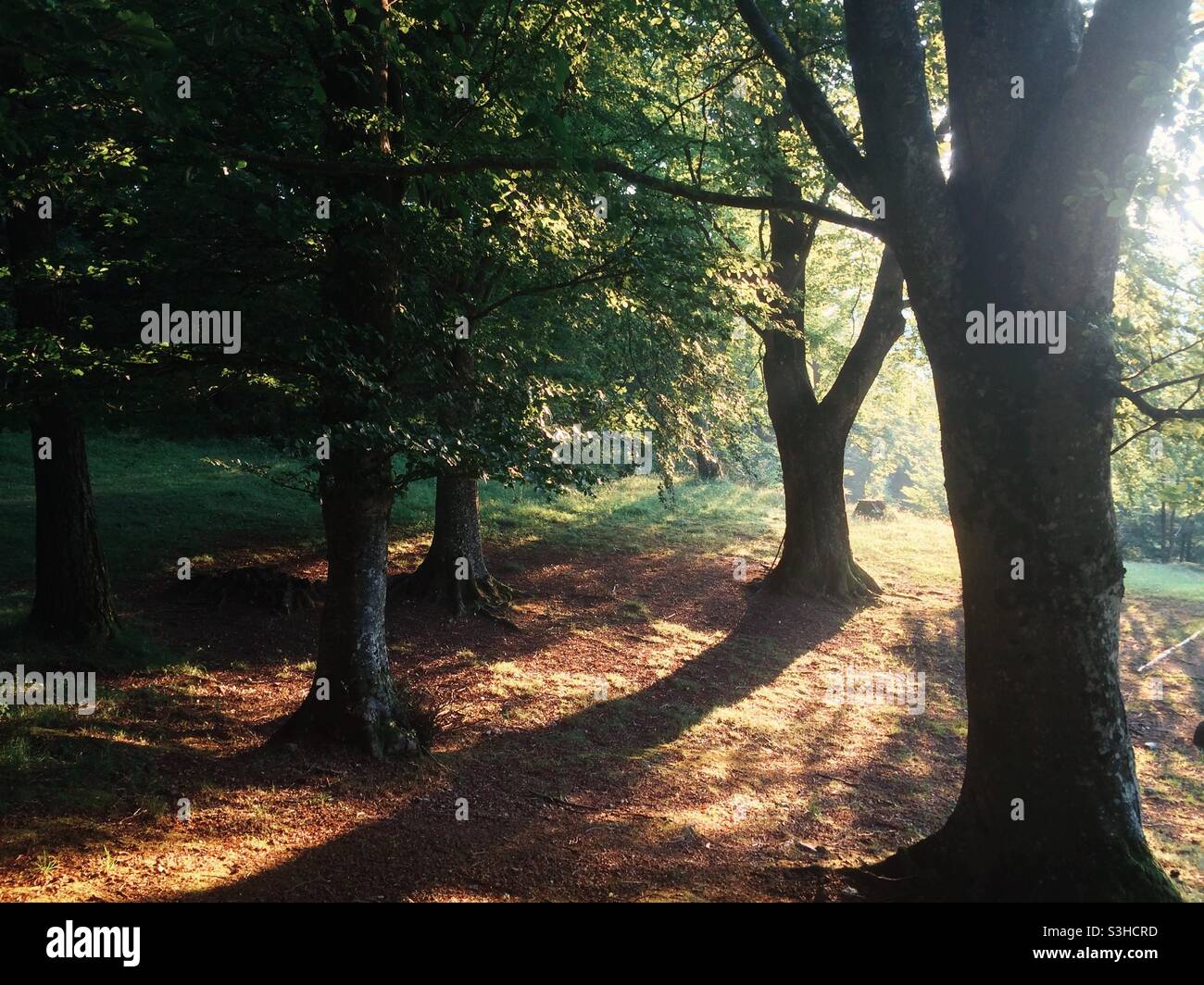 Raggi del sole attraverso gli alberi nella foresta - Immagine stock catturata con smartphone